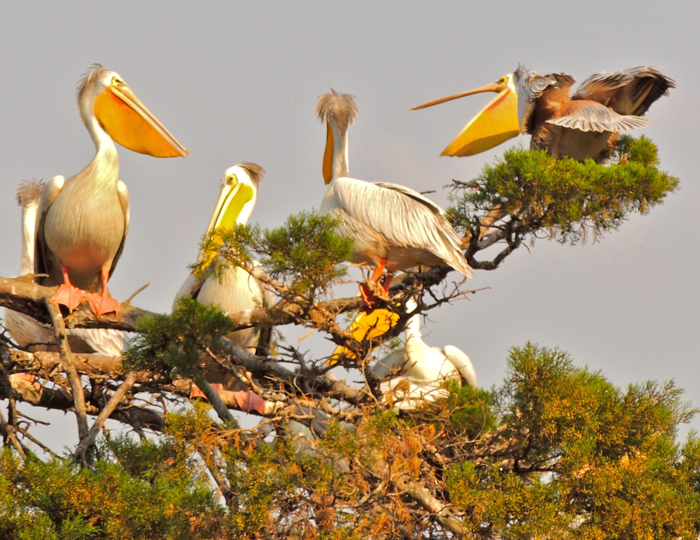 Great White Pelicans