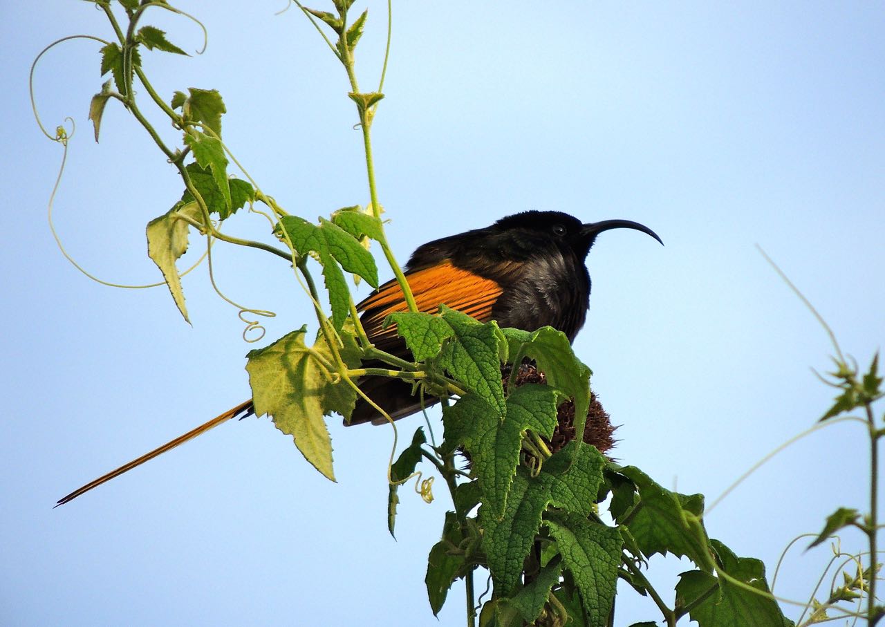 Golden-winged Sunbird