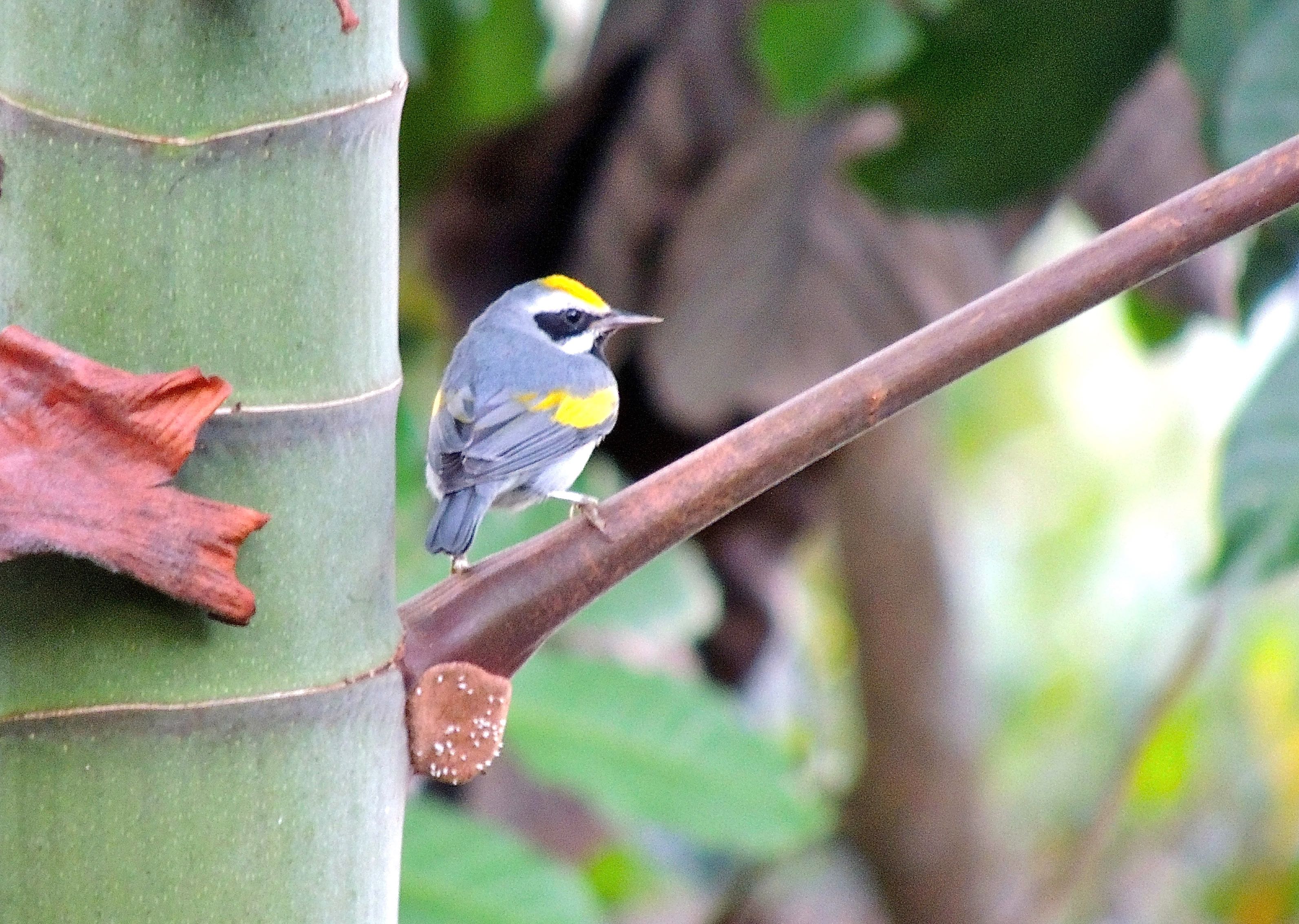 Golden-winged Warbler