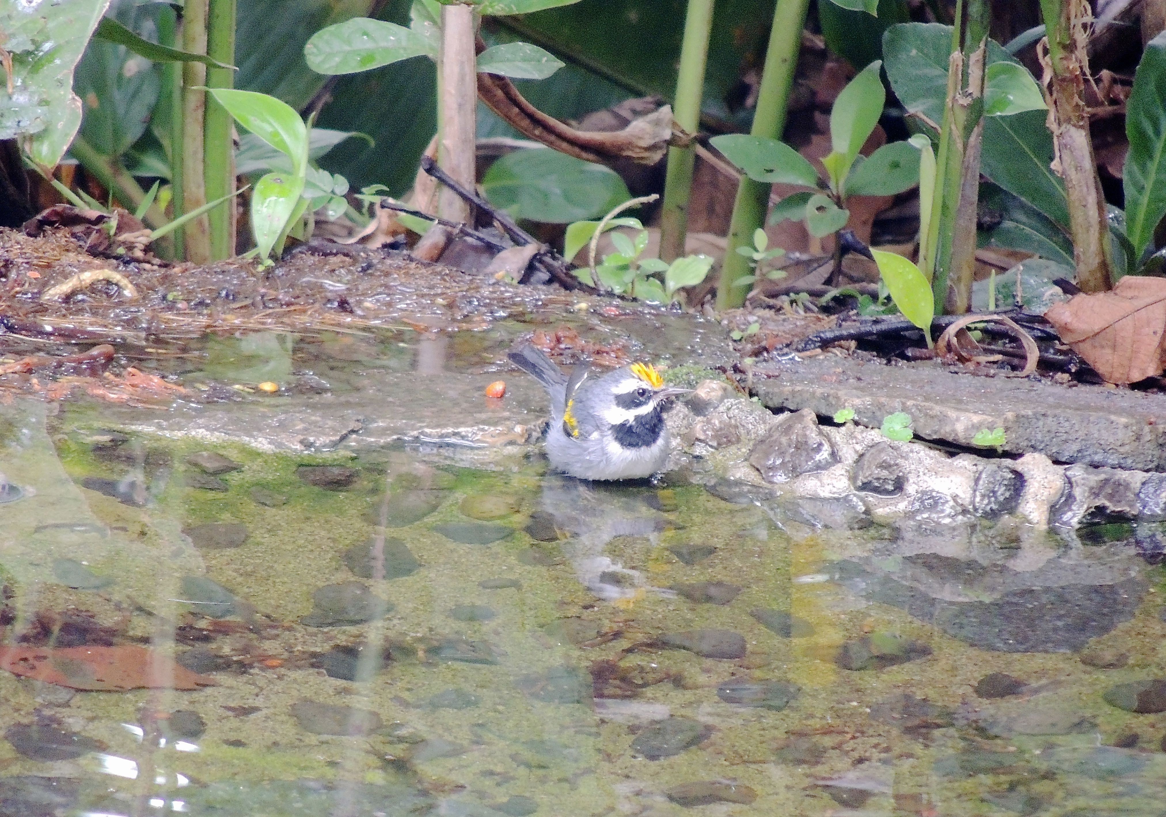 Golden-winged Warbler