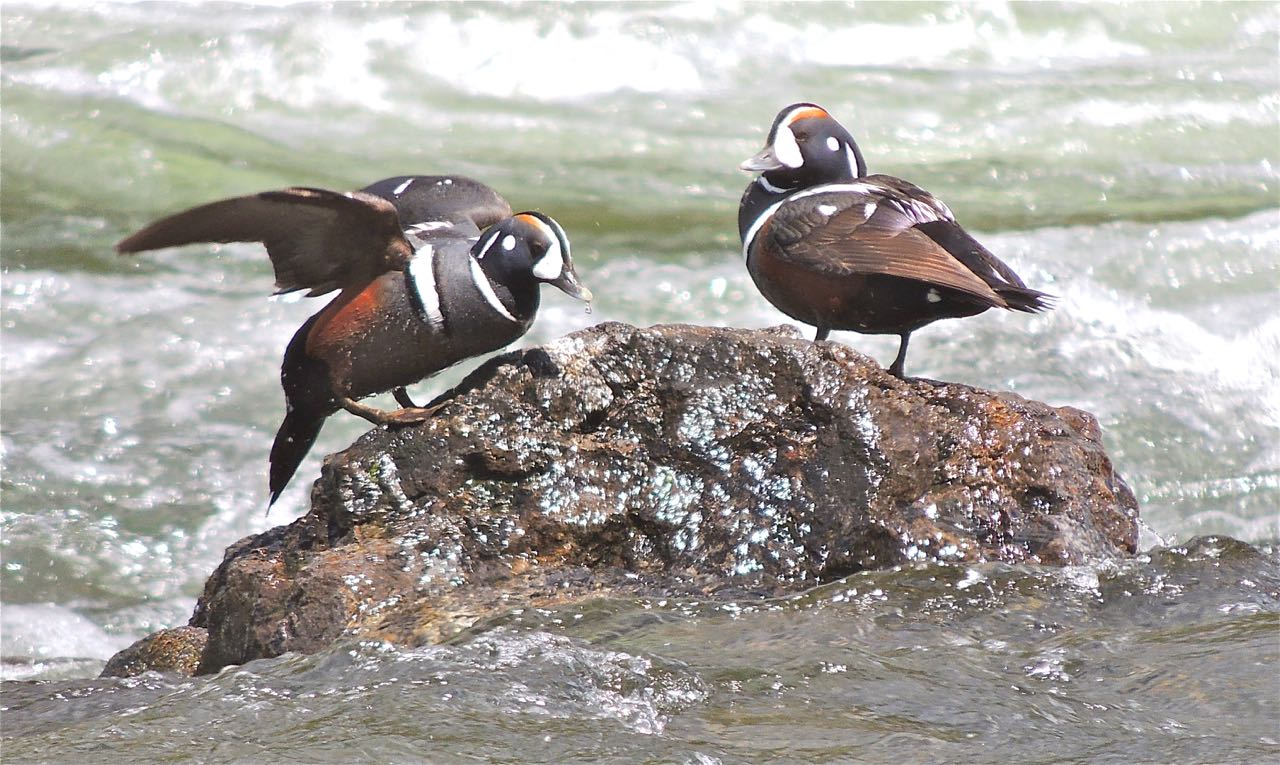 Harlequin Ducks