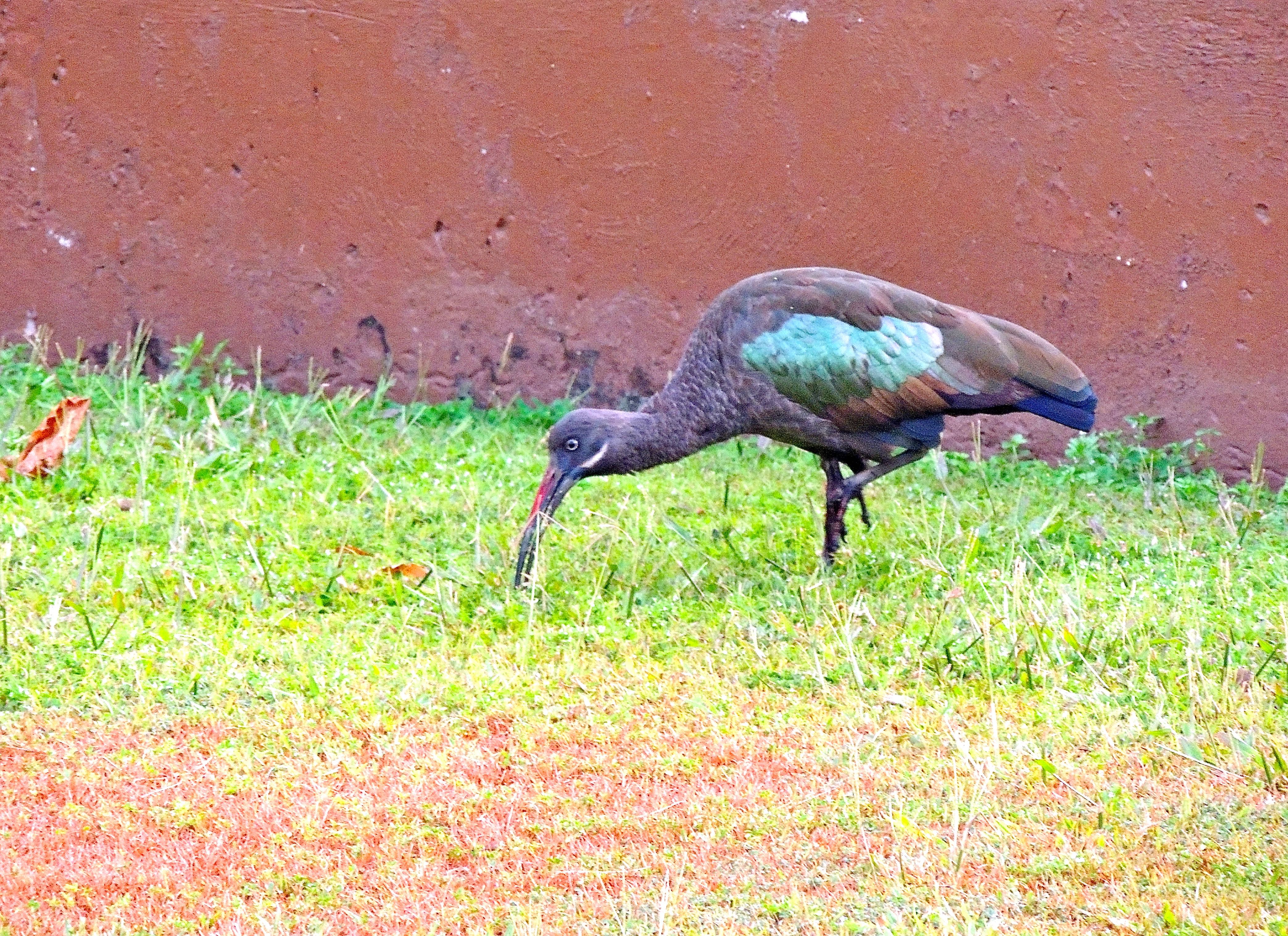 Hadada Ibis