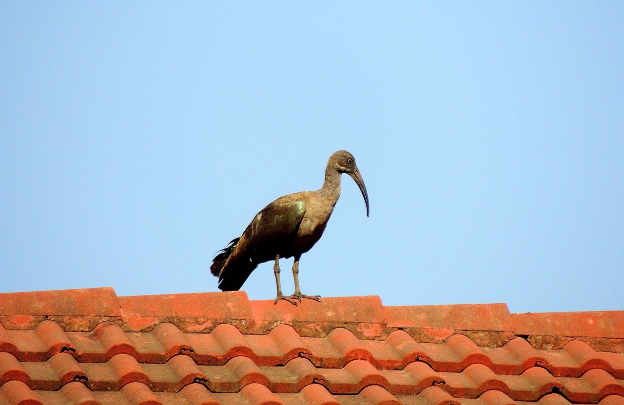 Hadada Ibis