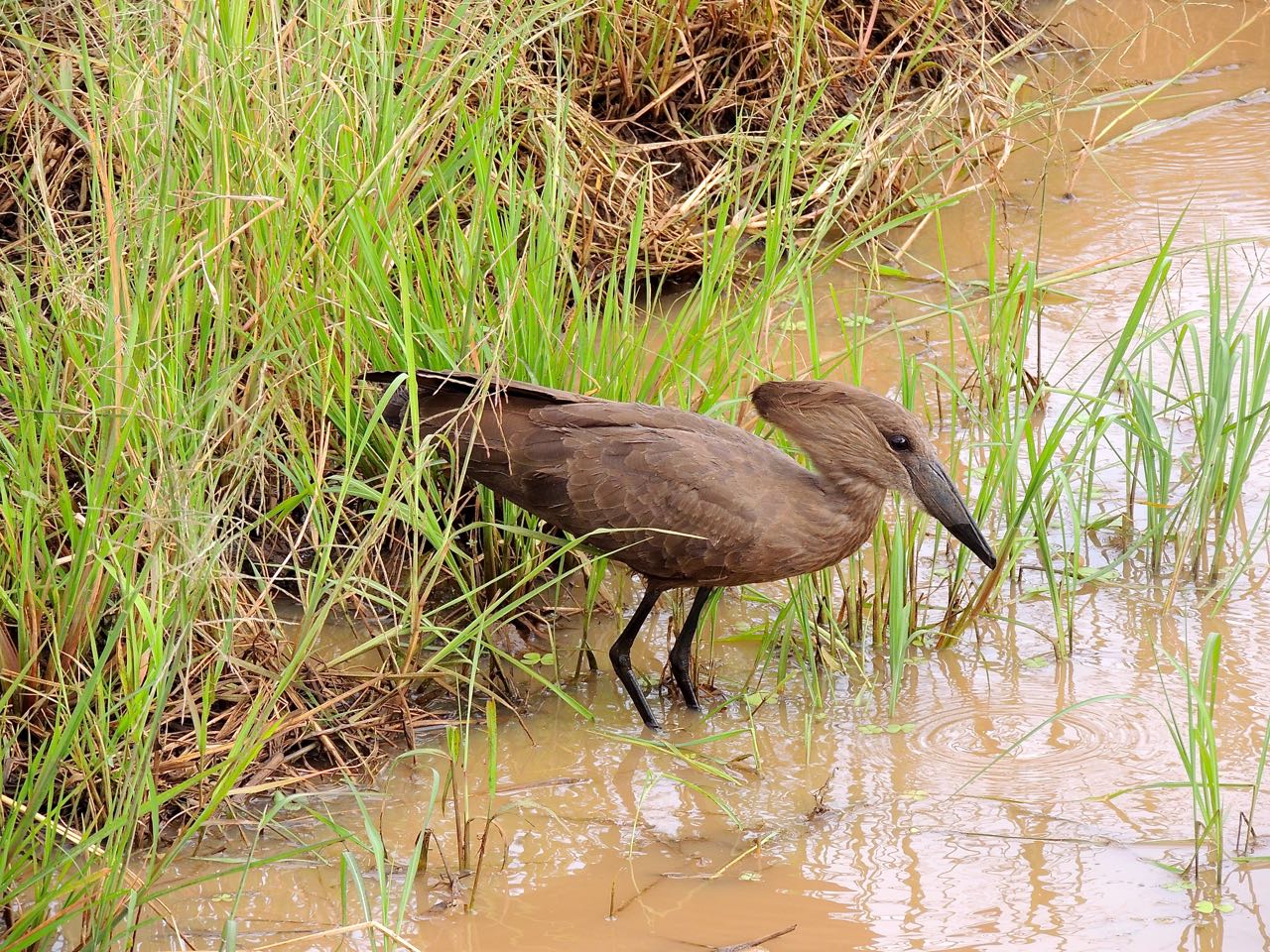 Hamerkop