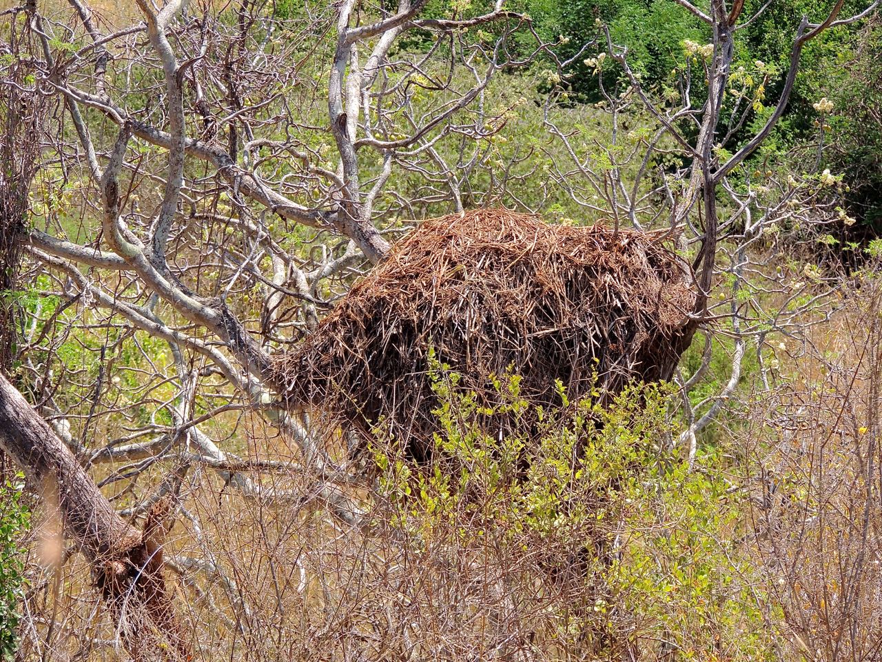 Hamerkop