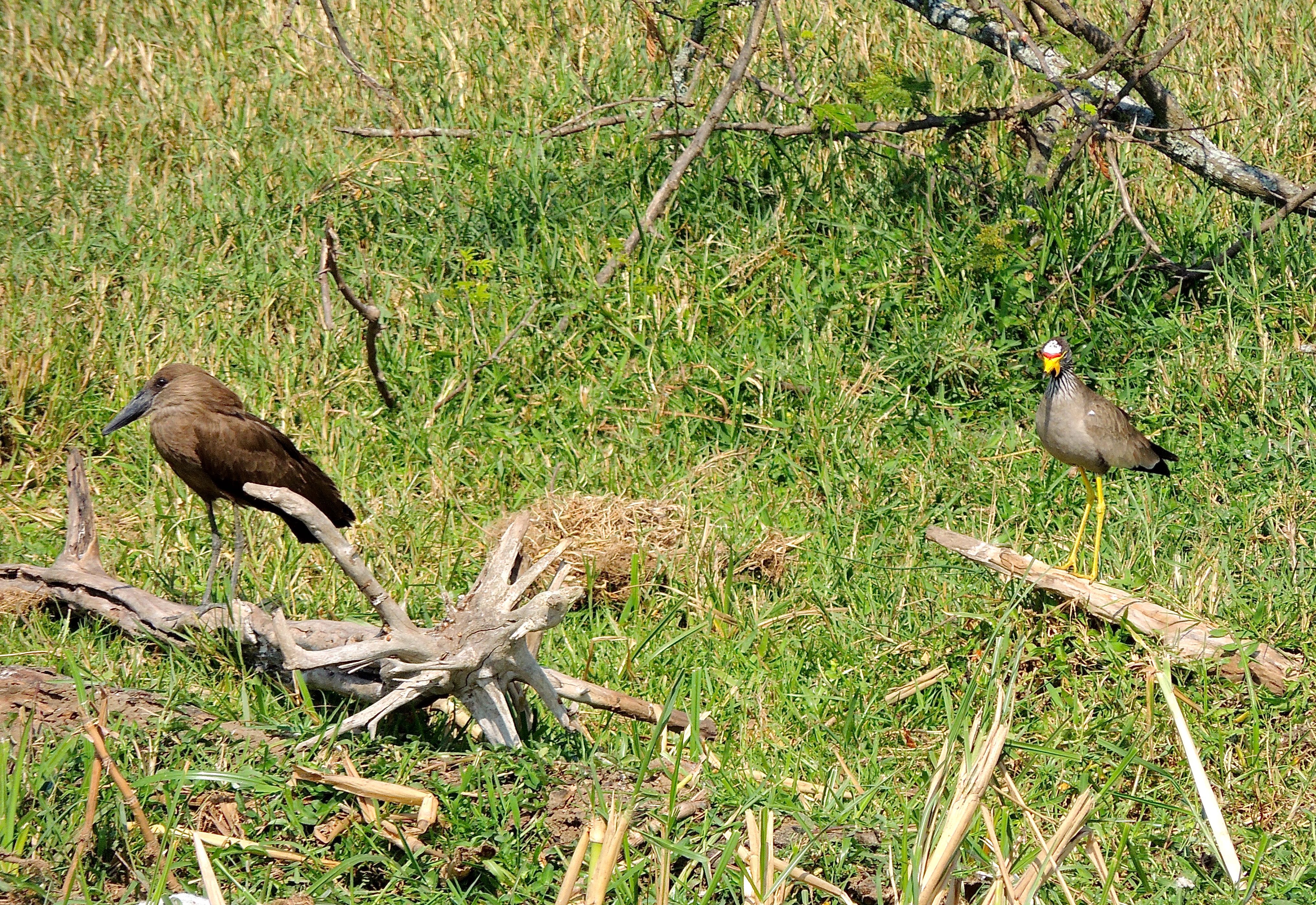 Hamerkop and Wattled Lapwing