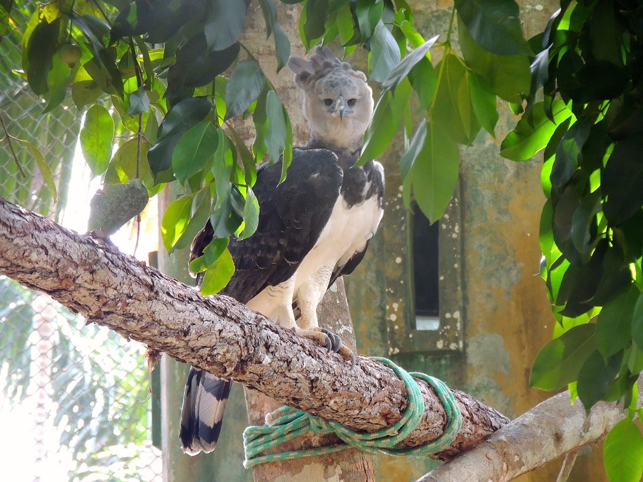 Harpy Eagle