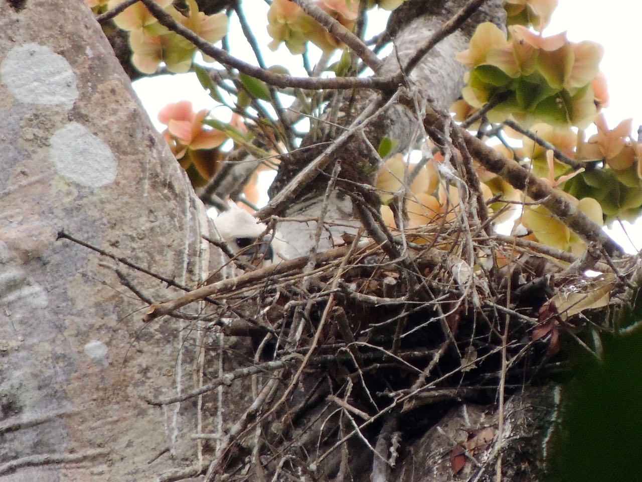 Harpy Eagle