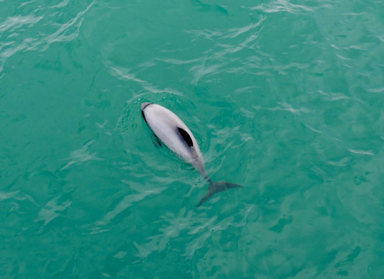 Hector's Dolphins