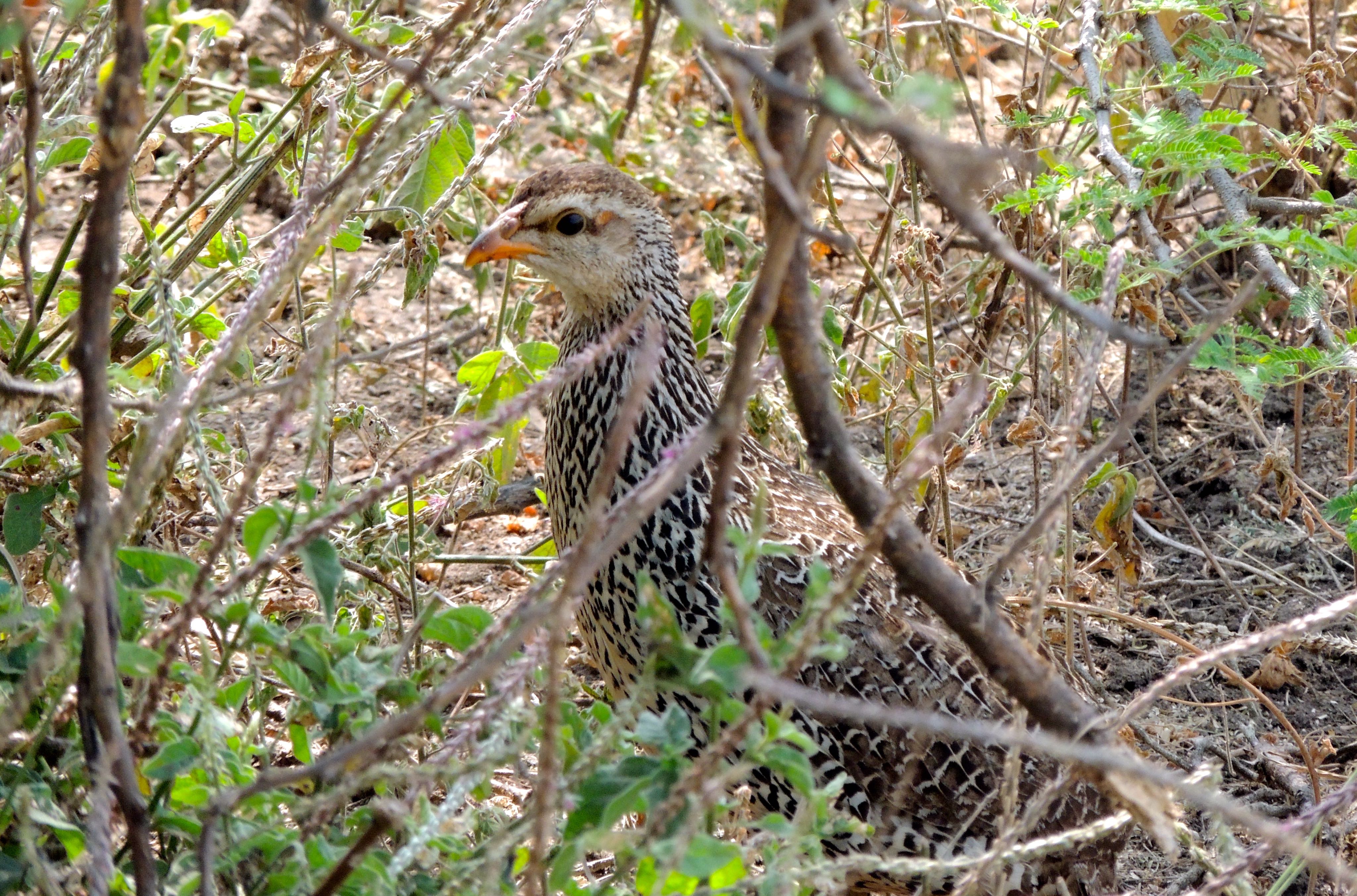 Heuglin's Francolin