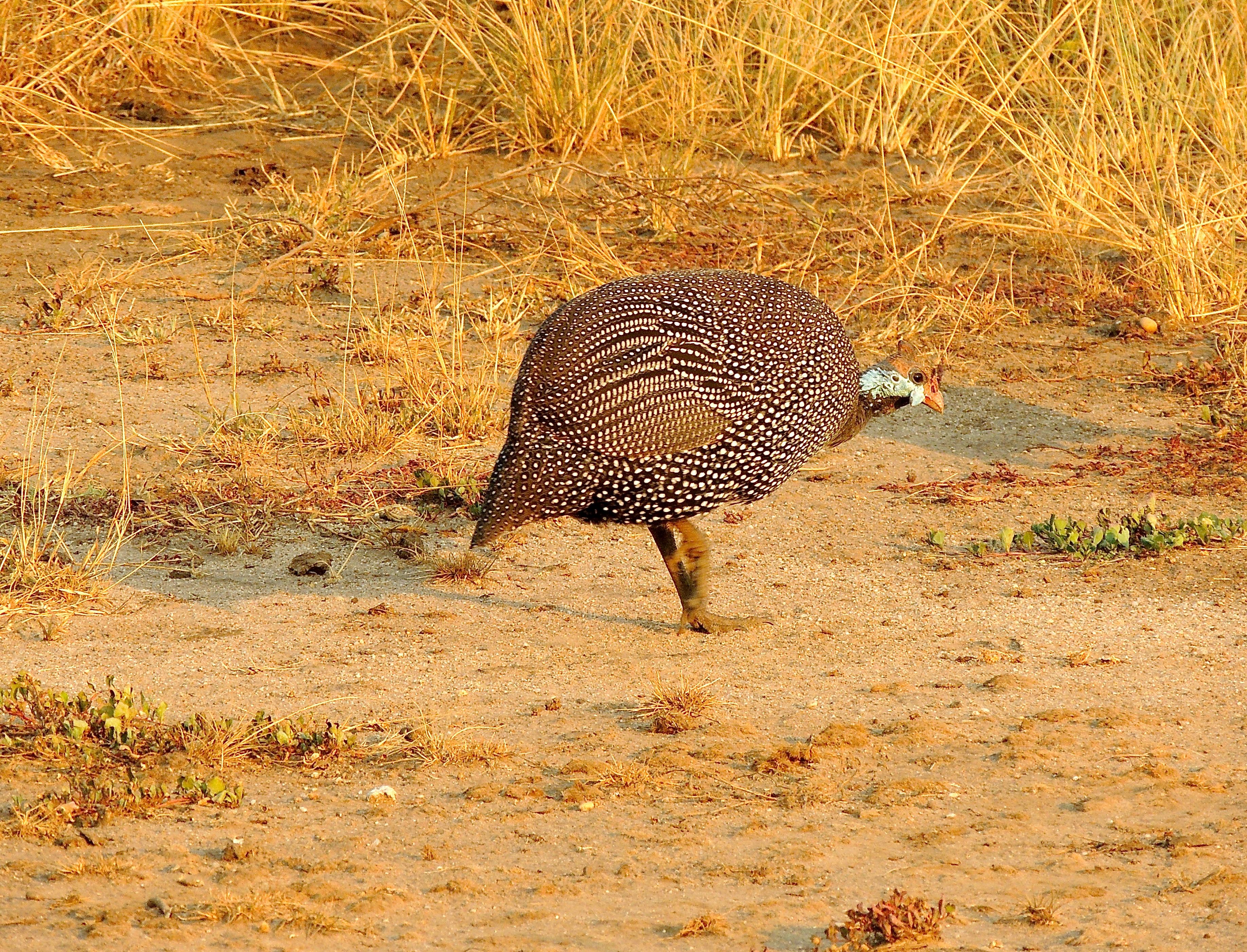 Helmeted Guineafowl