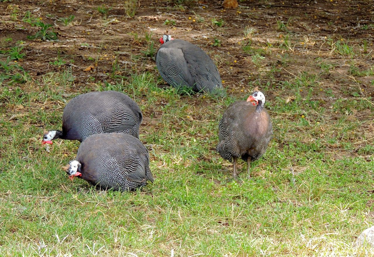 Helmeted Guineafowl