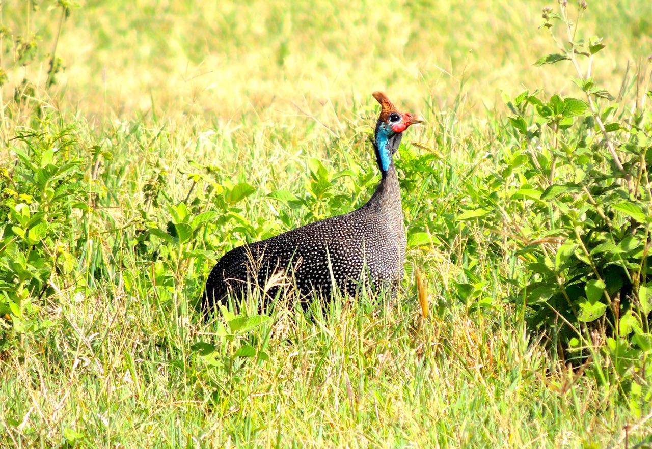 Helmeted Guineafowl