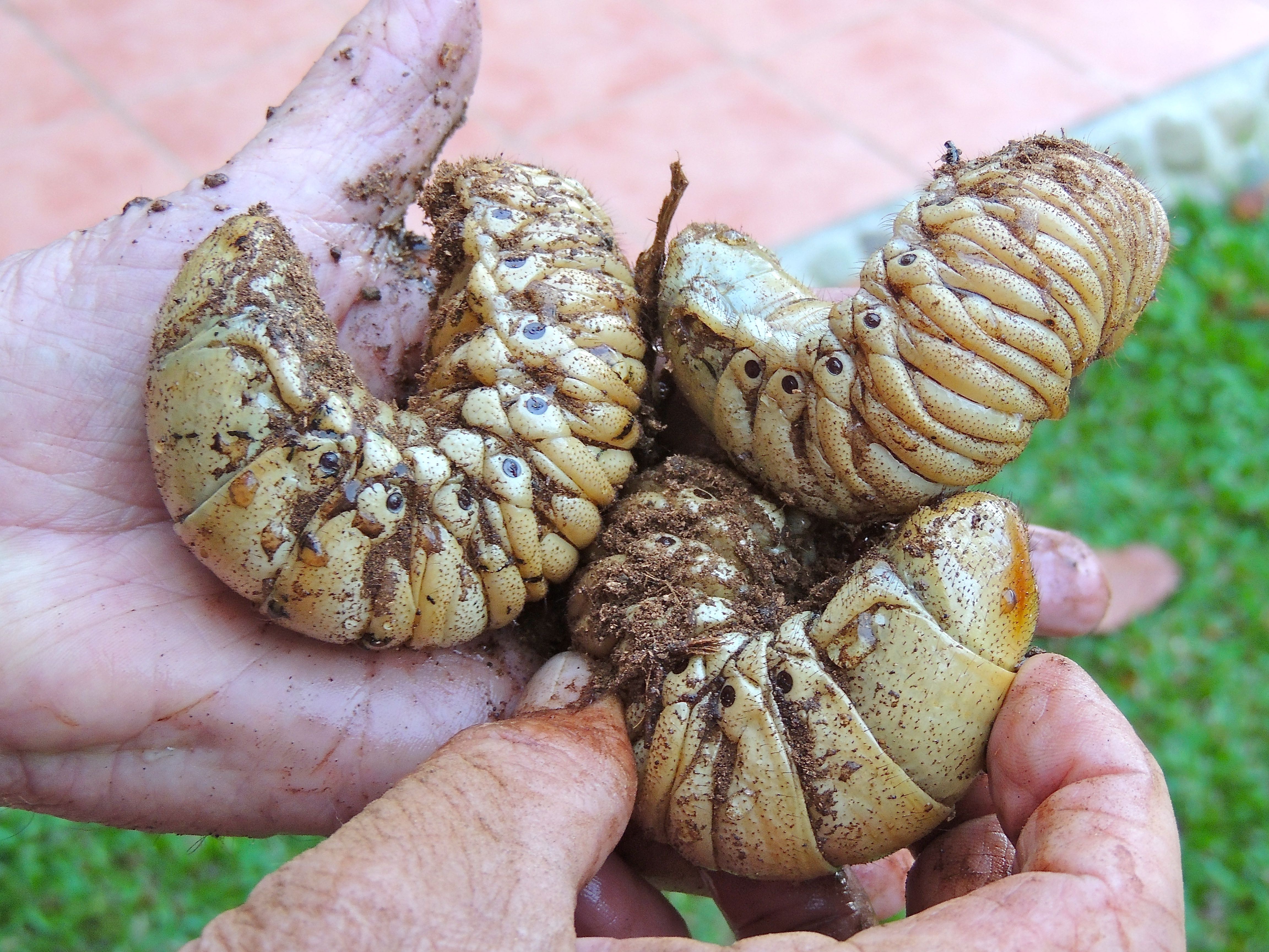 Hercules Beetle larvae