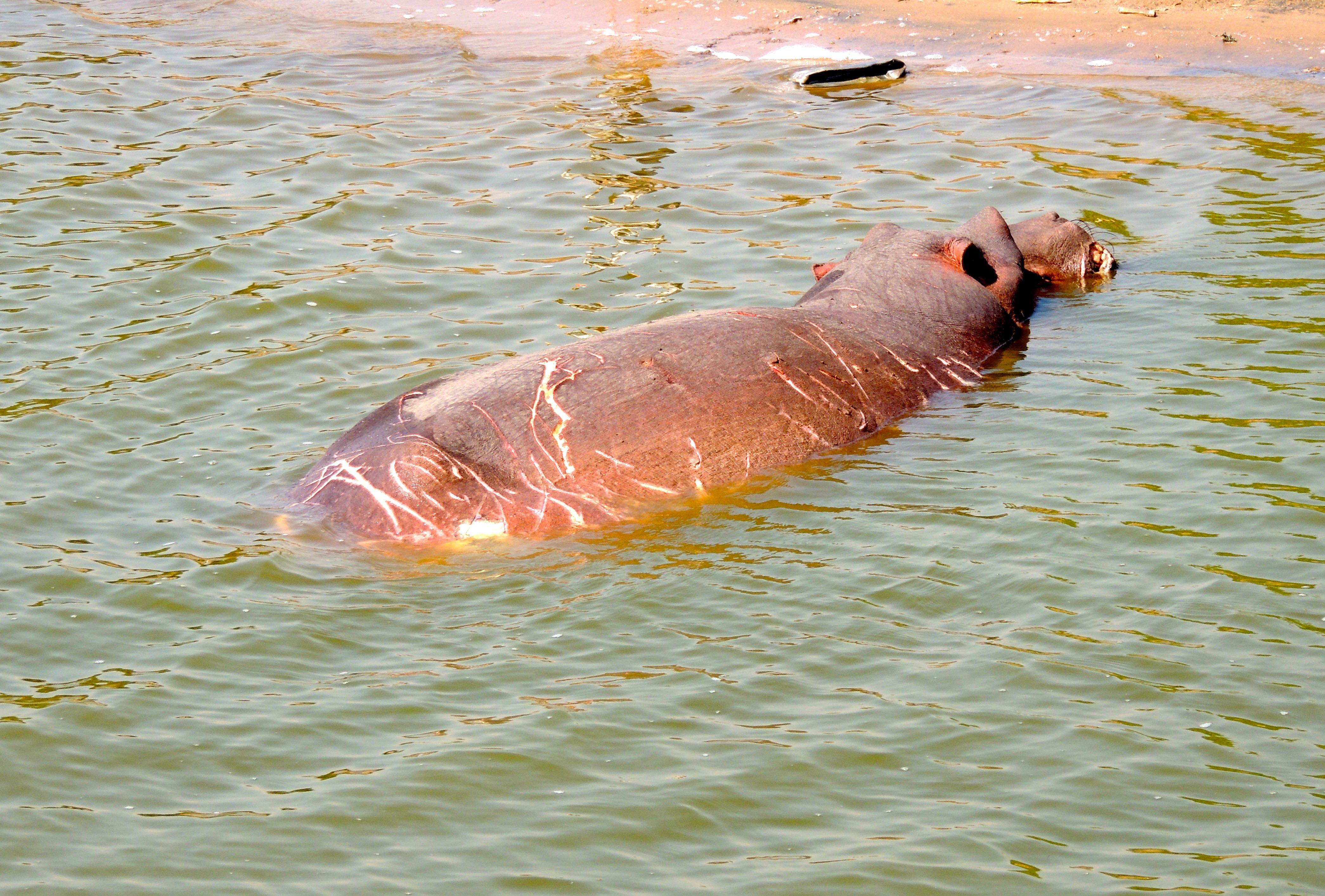 Hippopotamus