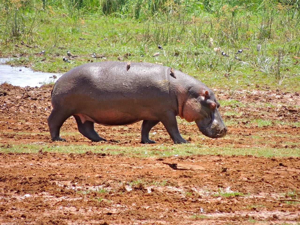 Hippopotamus