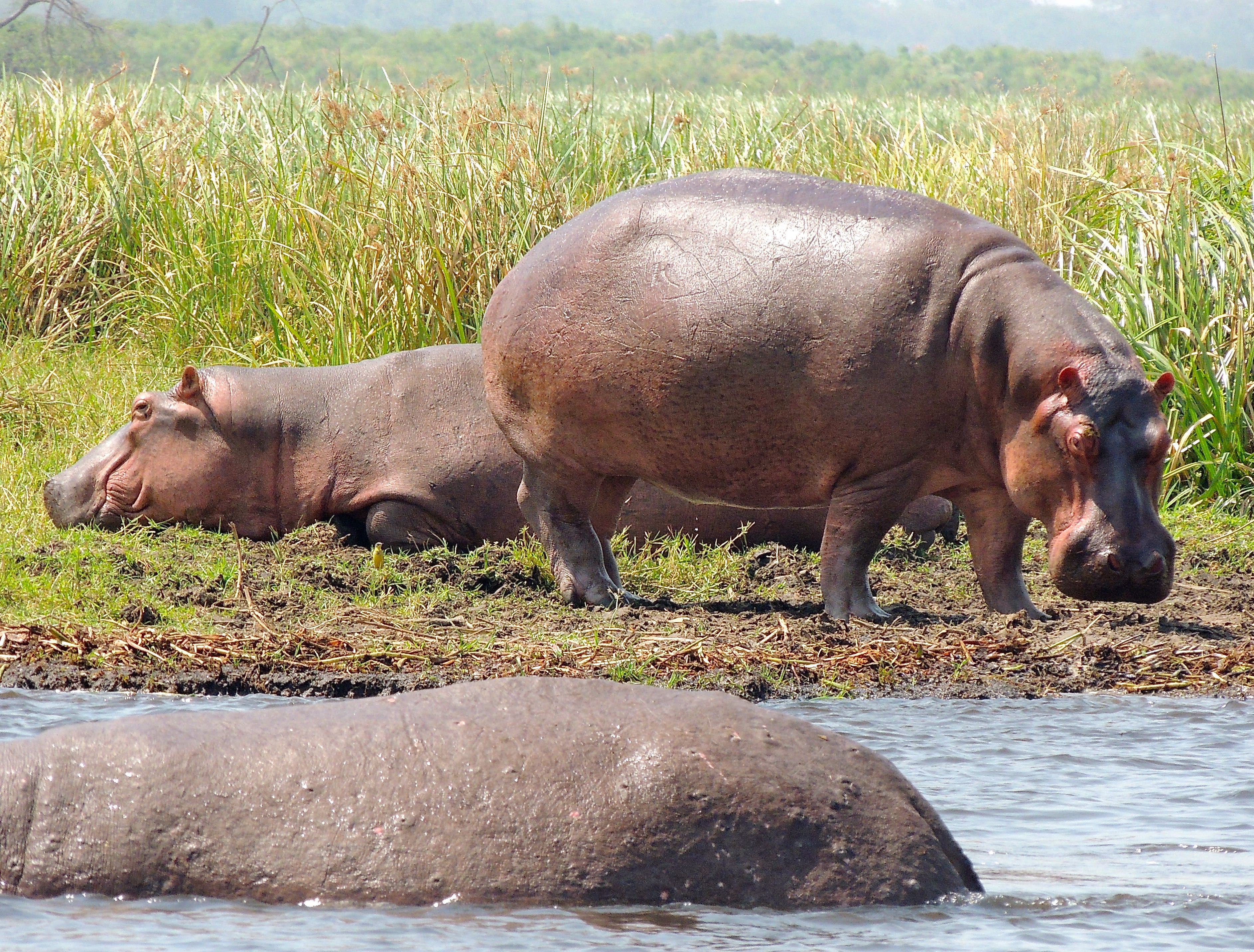 Hippopotami