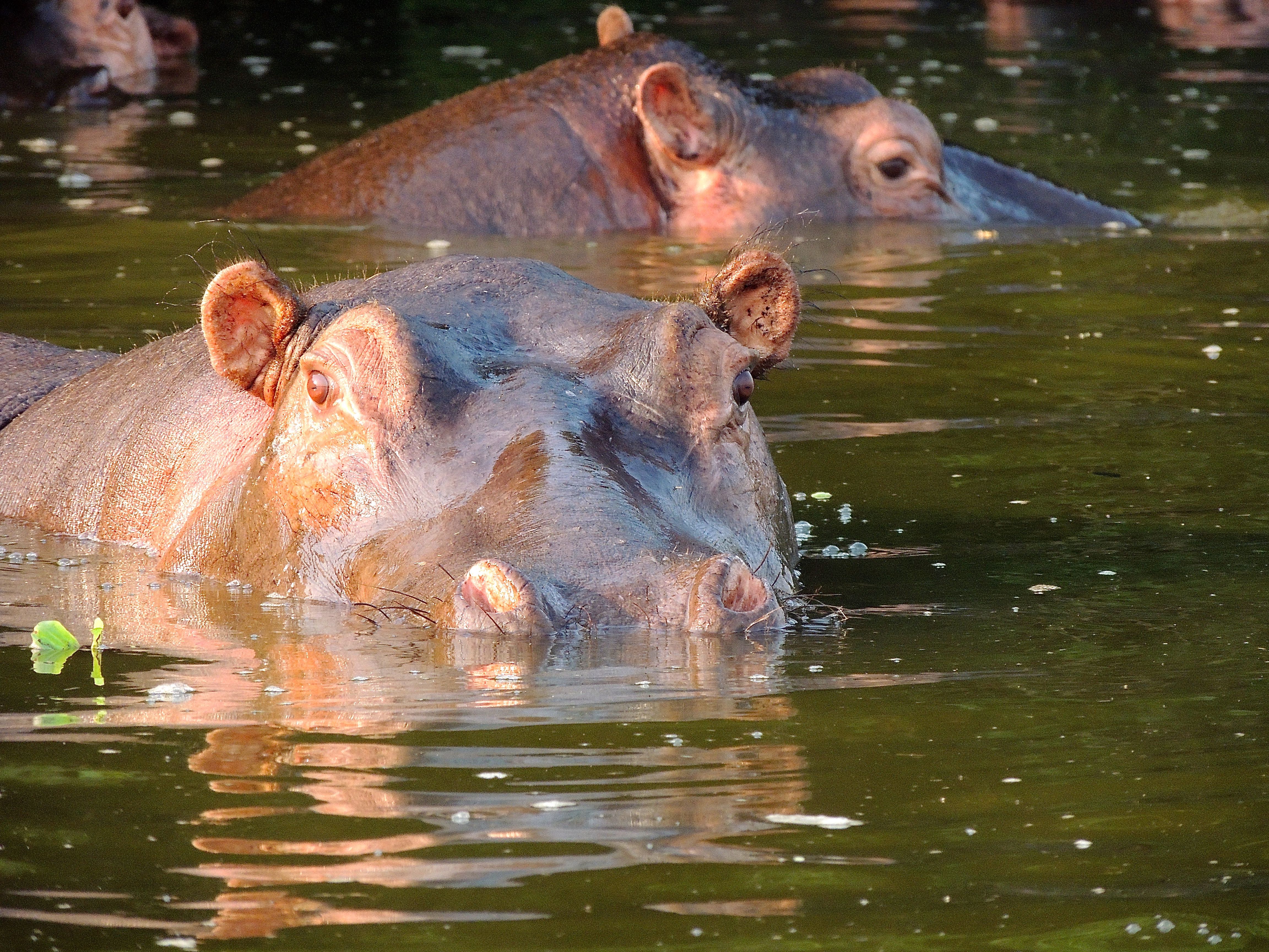 Hippopotami