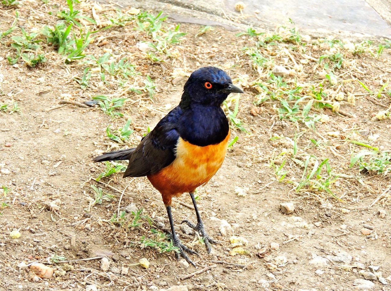 Hildebrandt's Starling