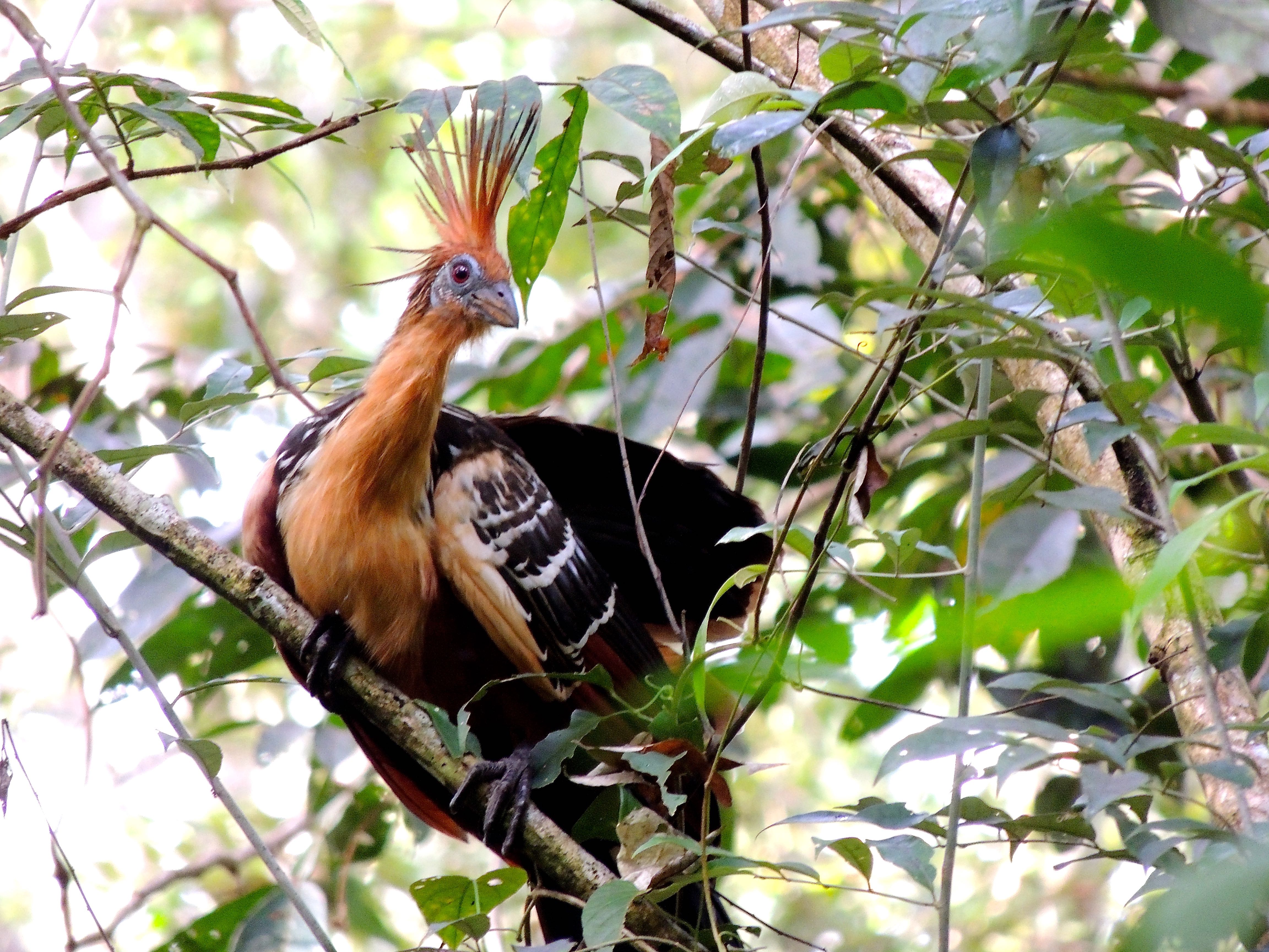 Hoatzin