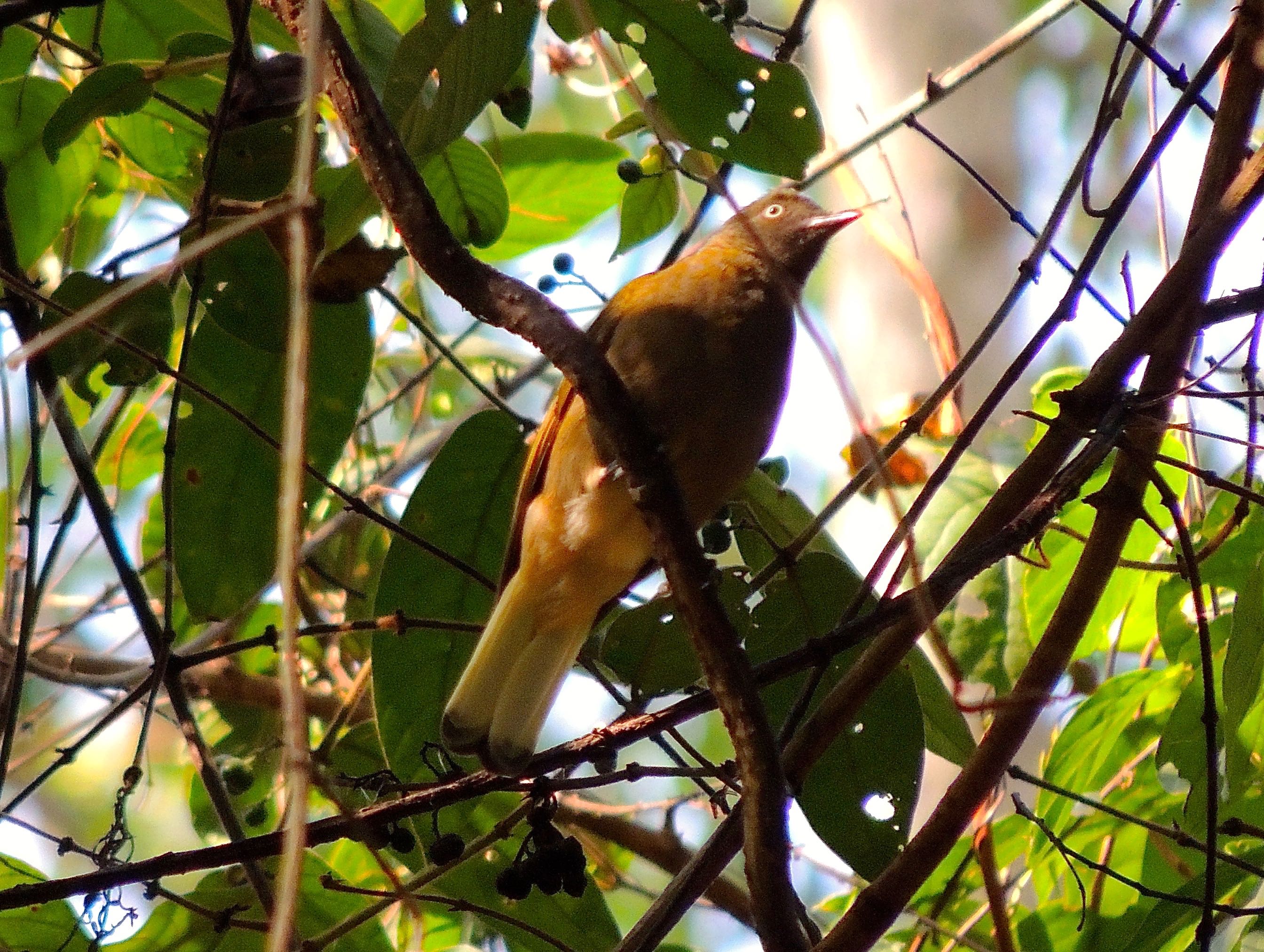 Honeyguide Greenbul