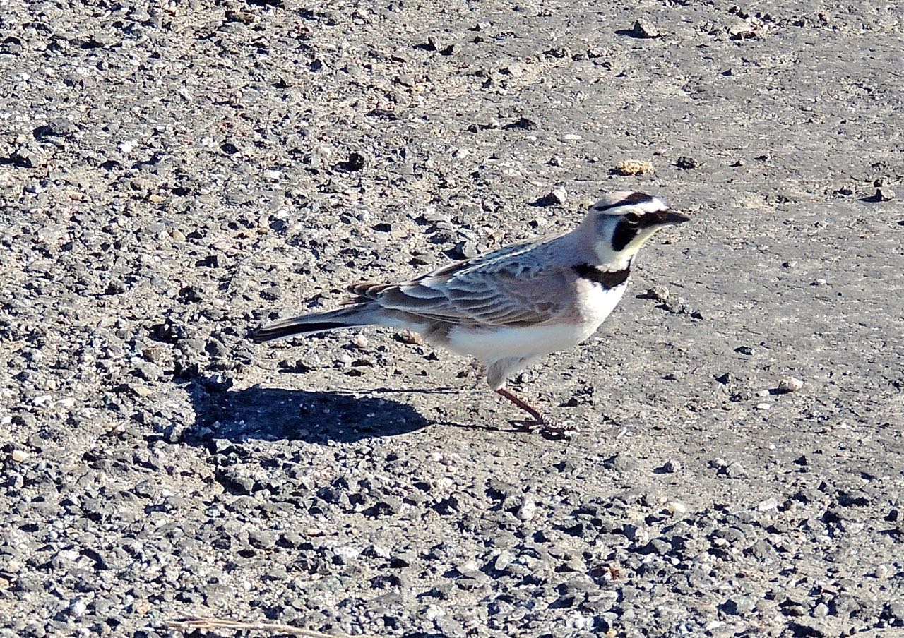 Horned Lark