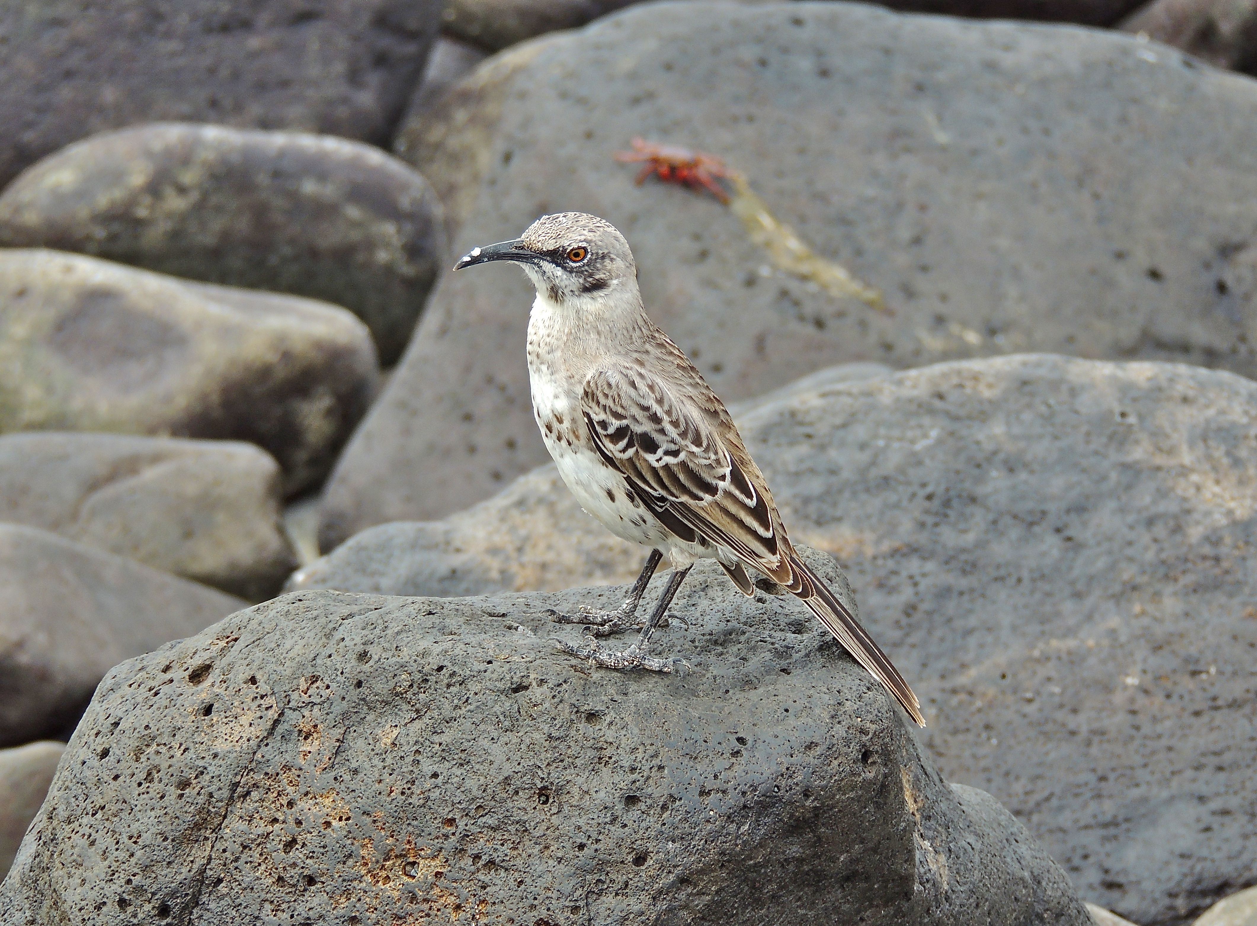 Hood Mockingbird