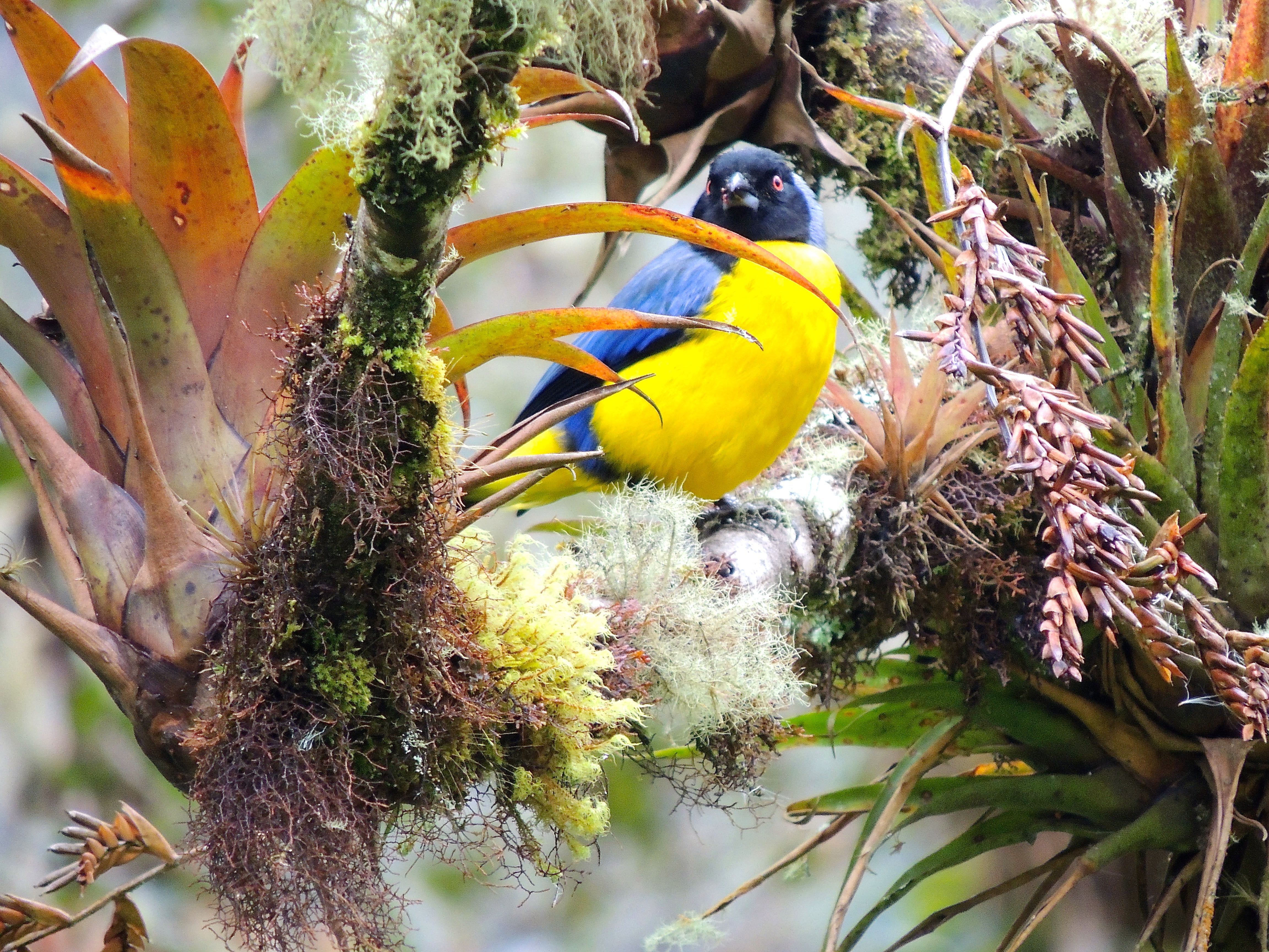 Hooded Mountain-Tanager