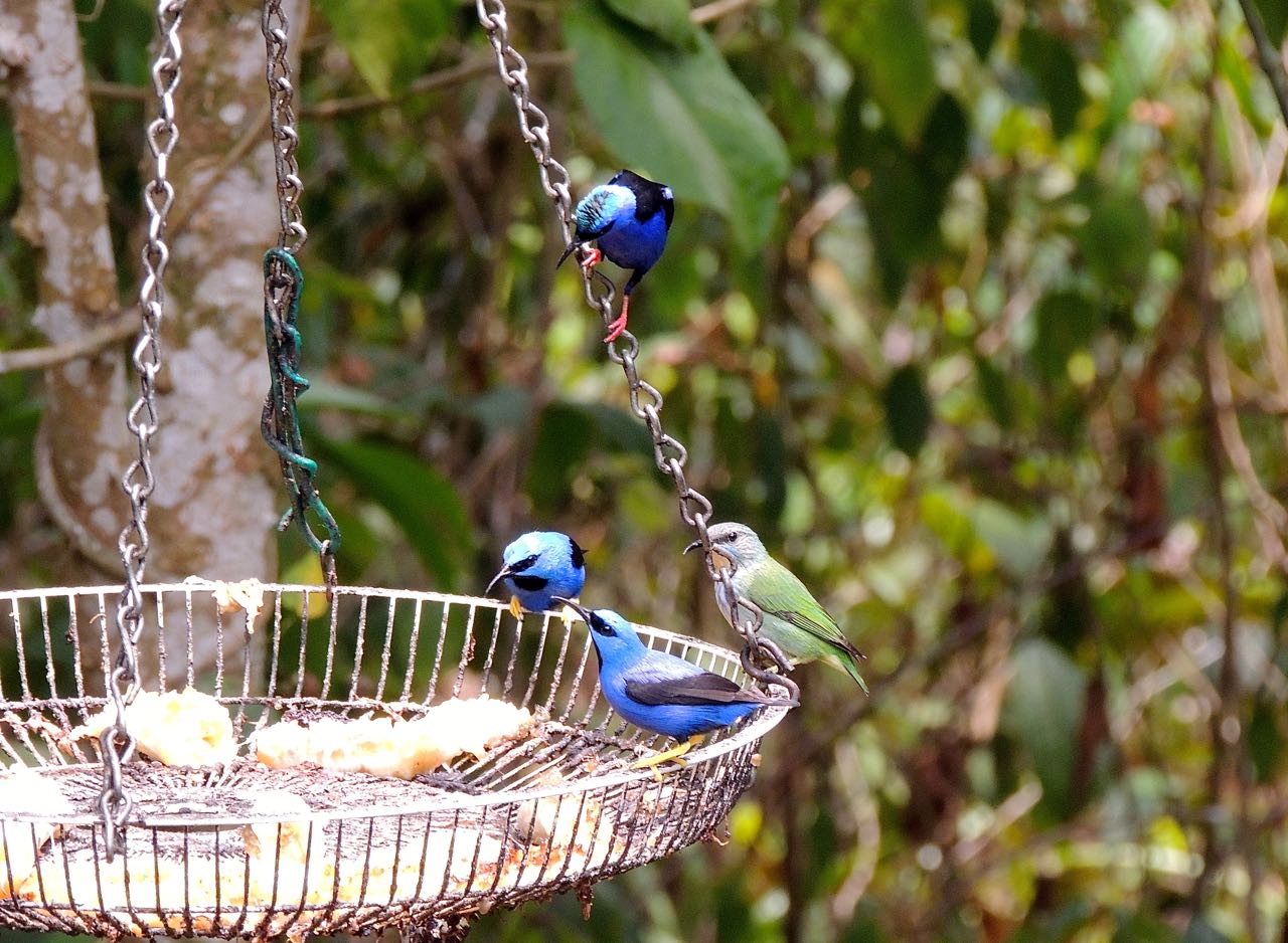 Honeycreepers