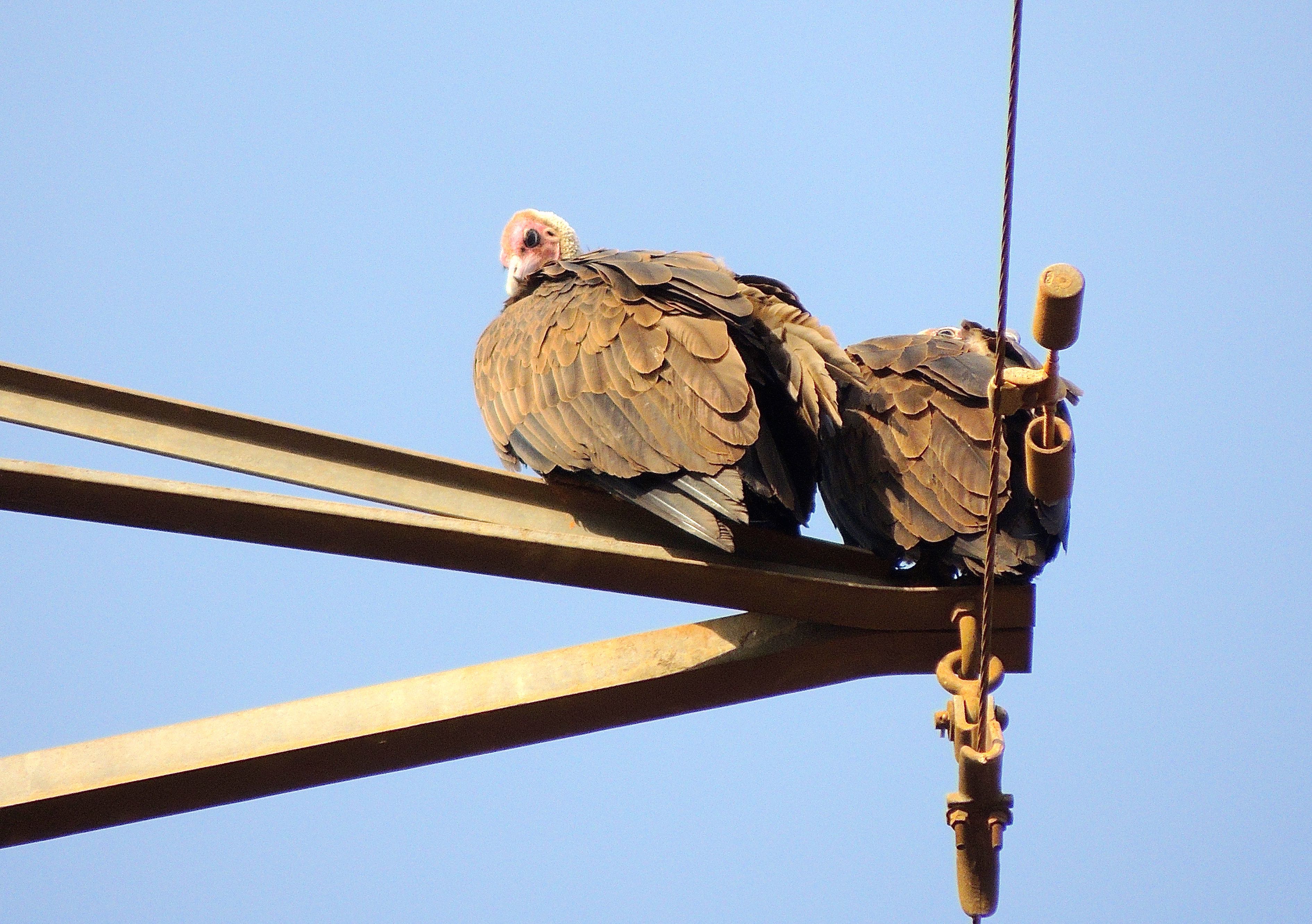 Hooded Vultures