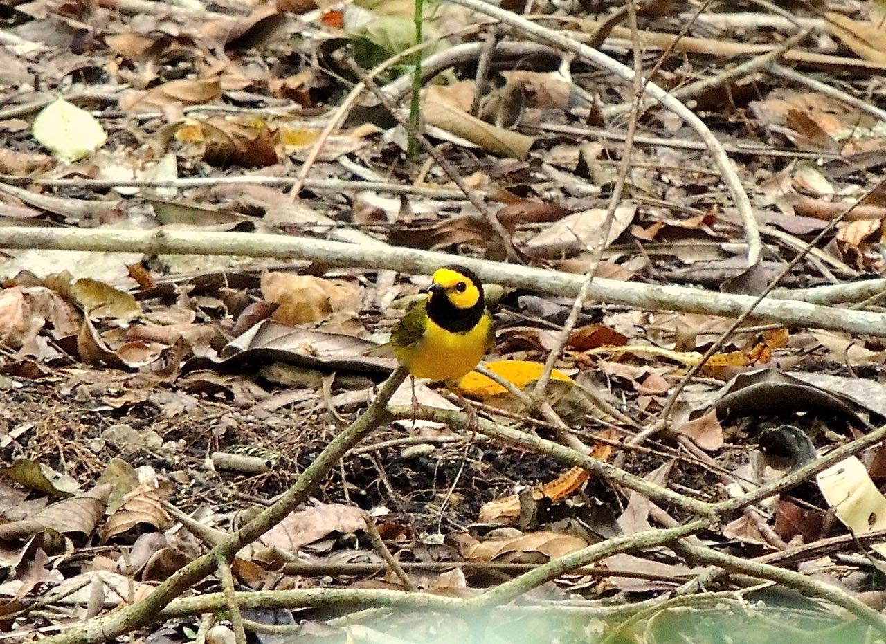 Hooded Warbler