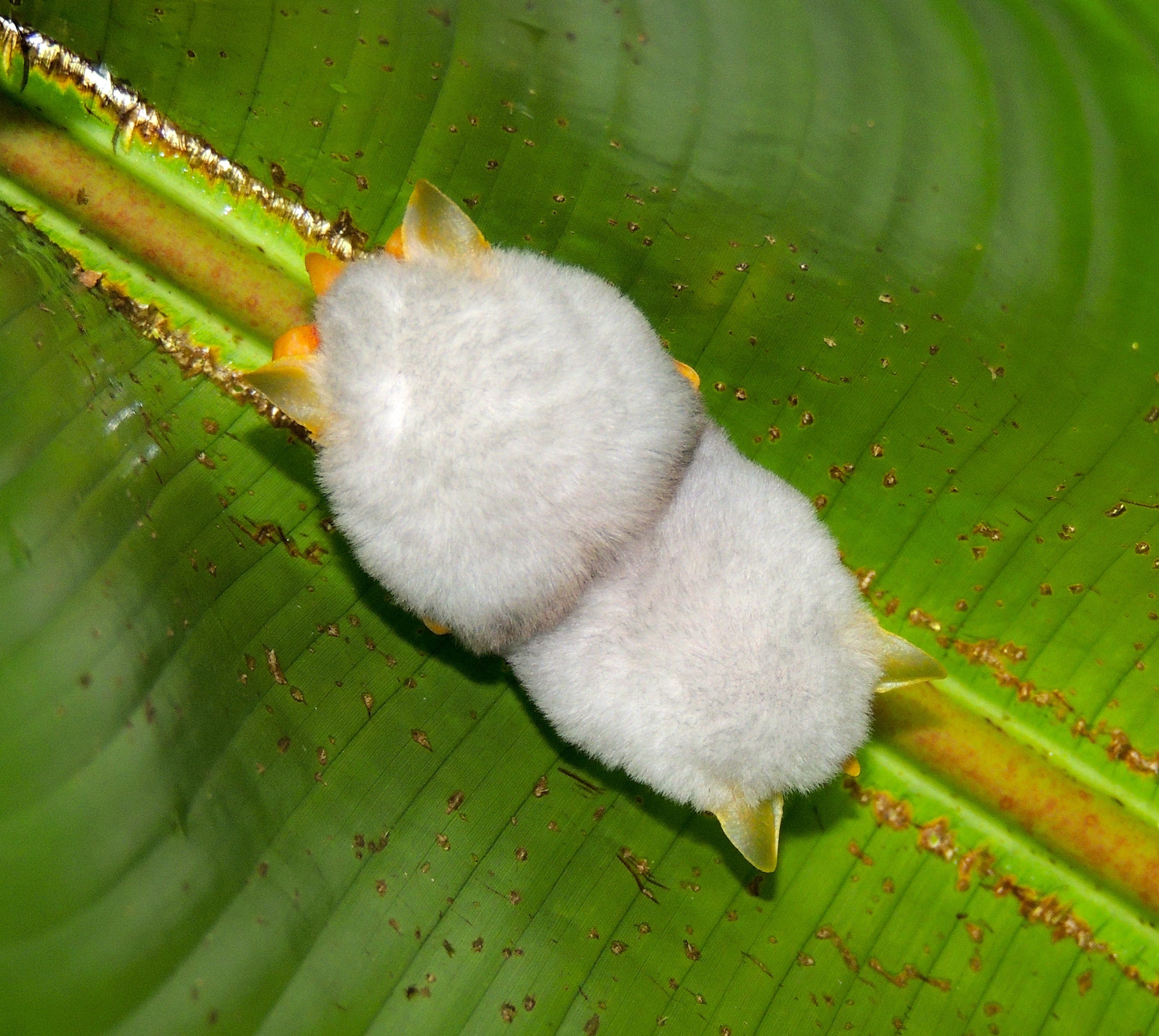 Honduran White Bats