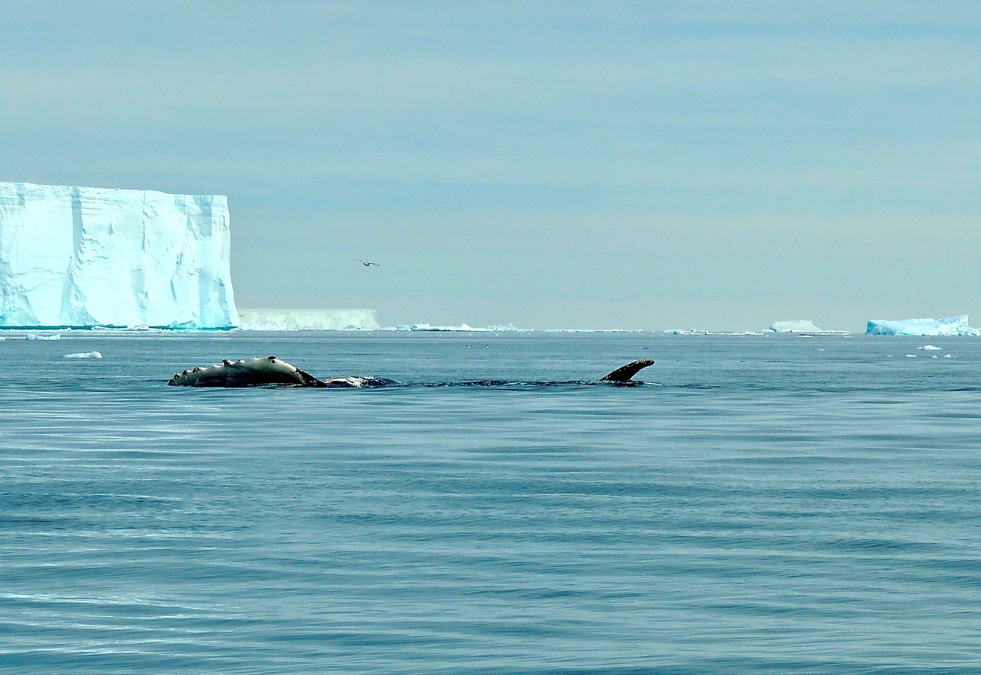 Humpback Whale