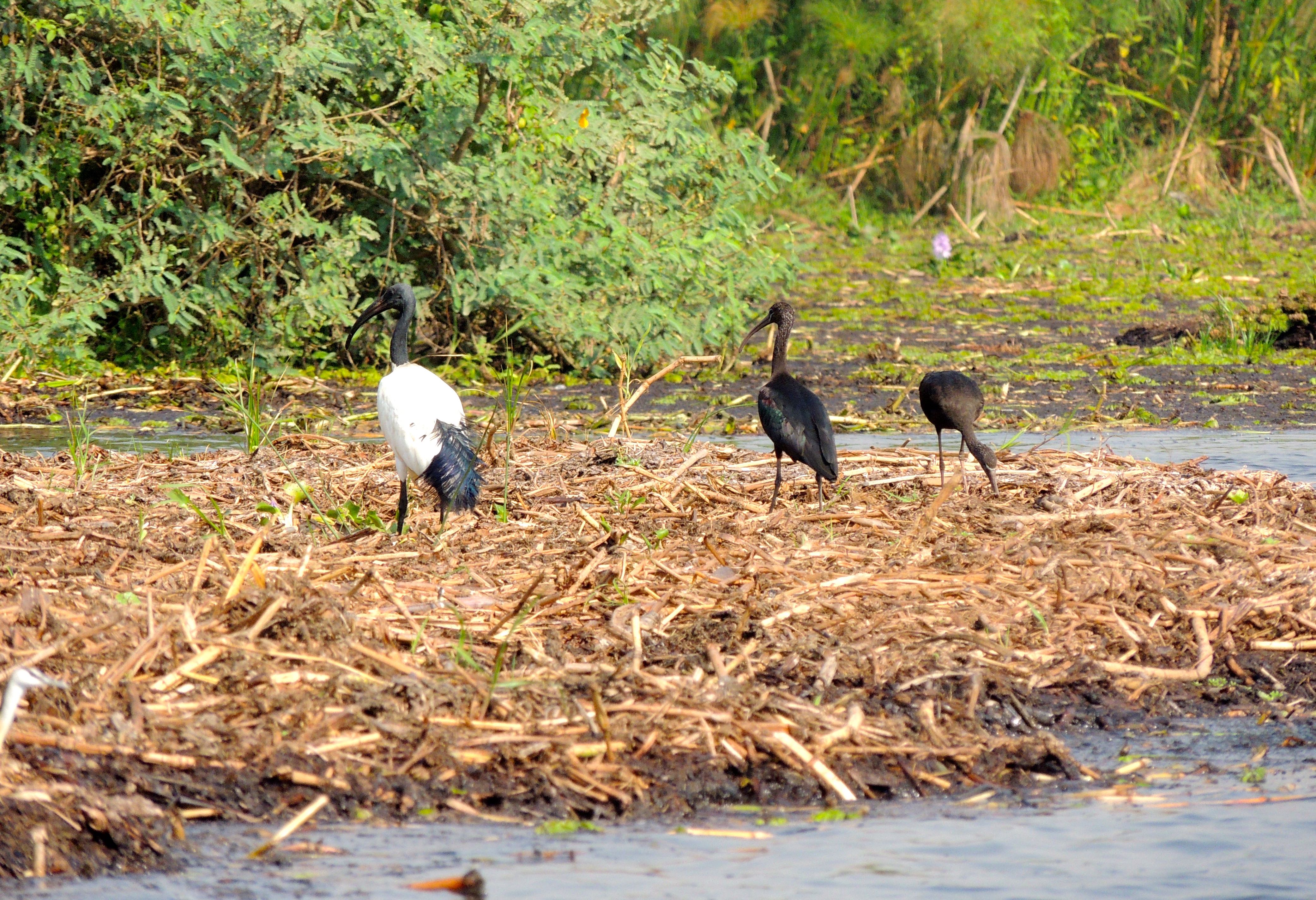 Sacred, Hadada, and Glossy Ibises