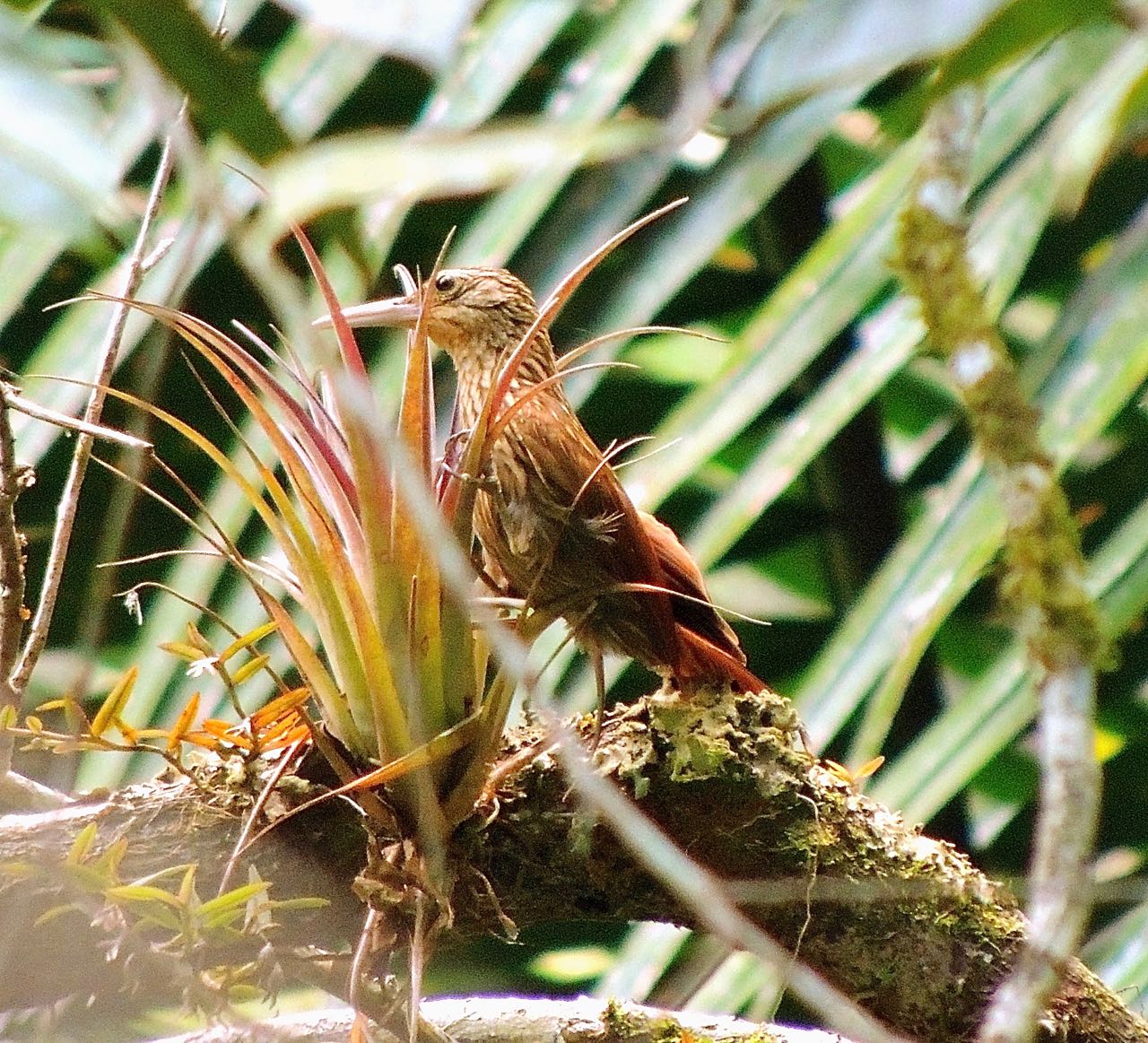 Ivory-billed Woodcreeper