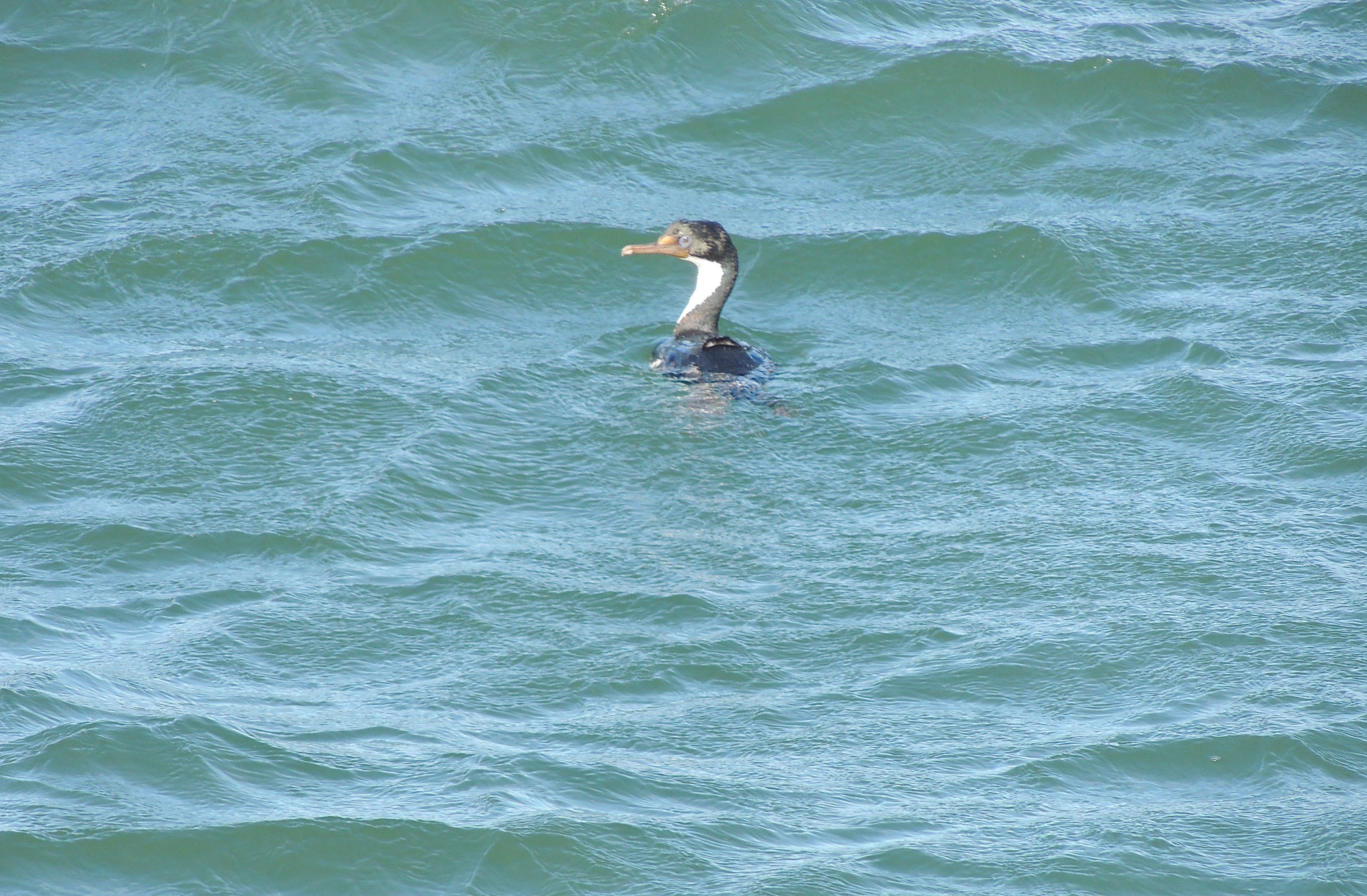 Imperial Cormorant