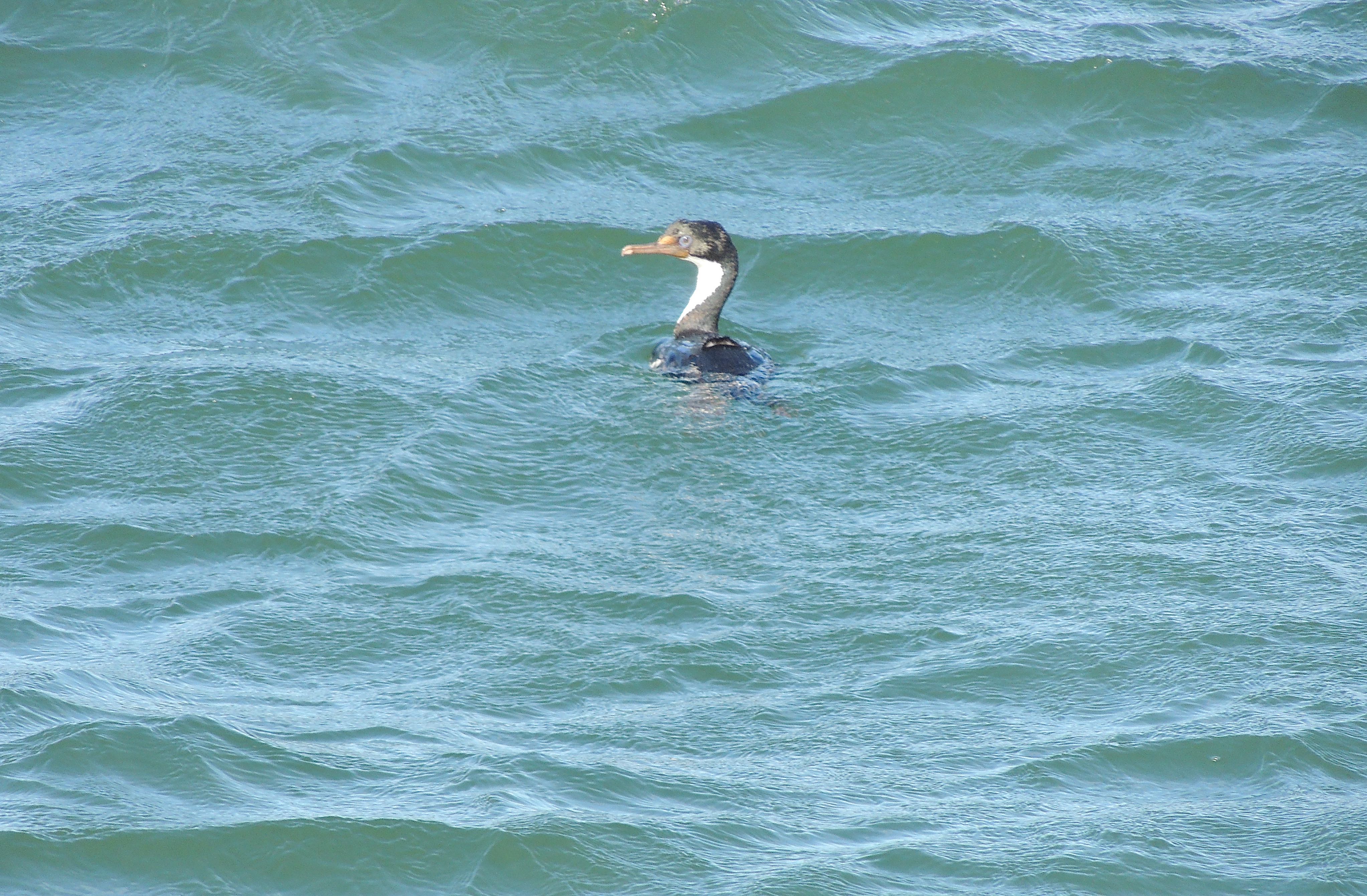 Imperial Cormorant