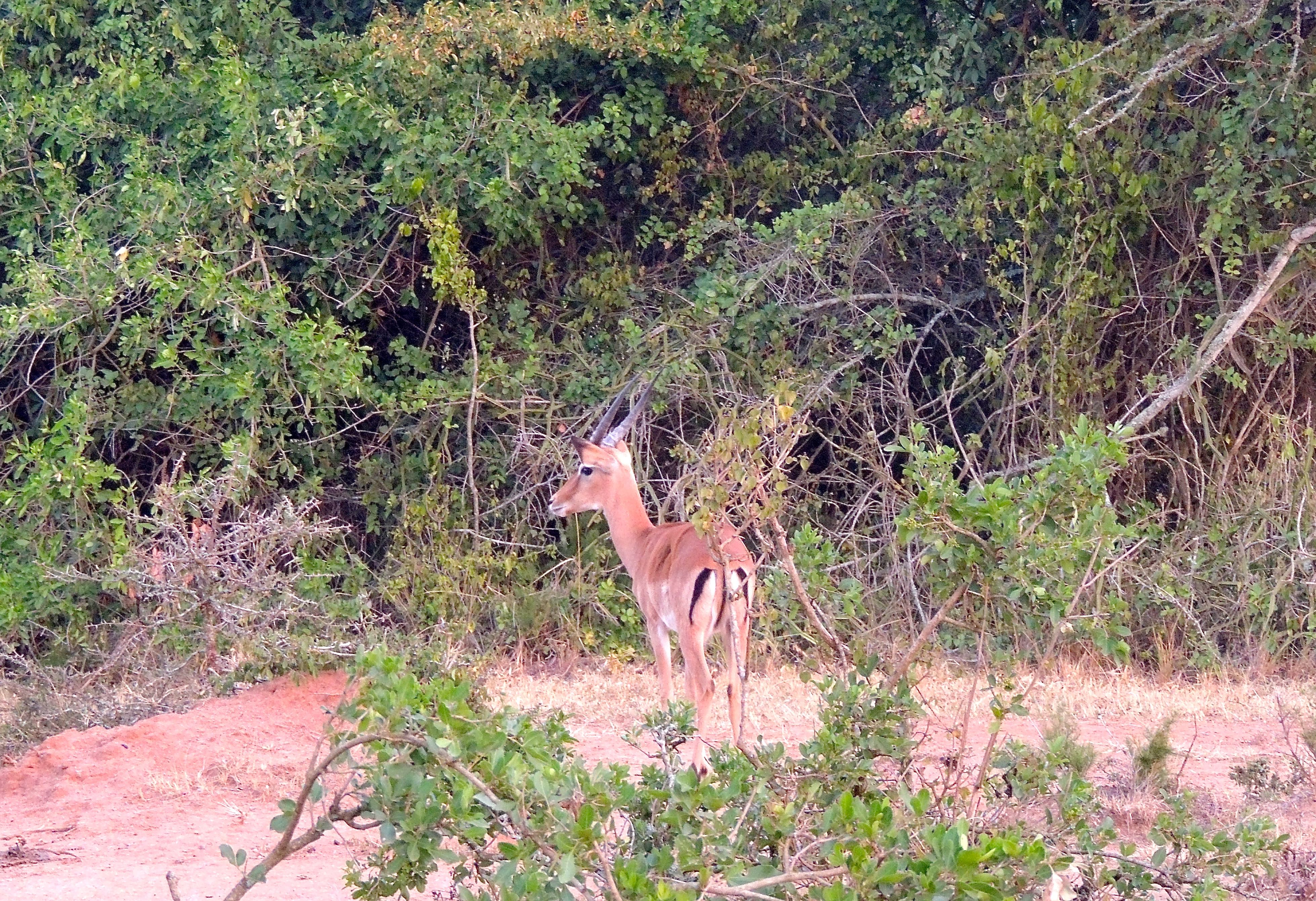 Impala