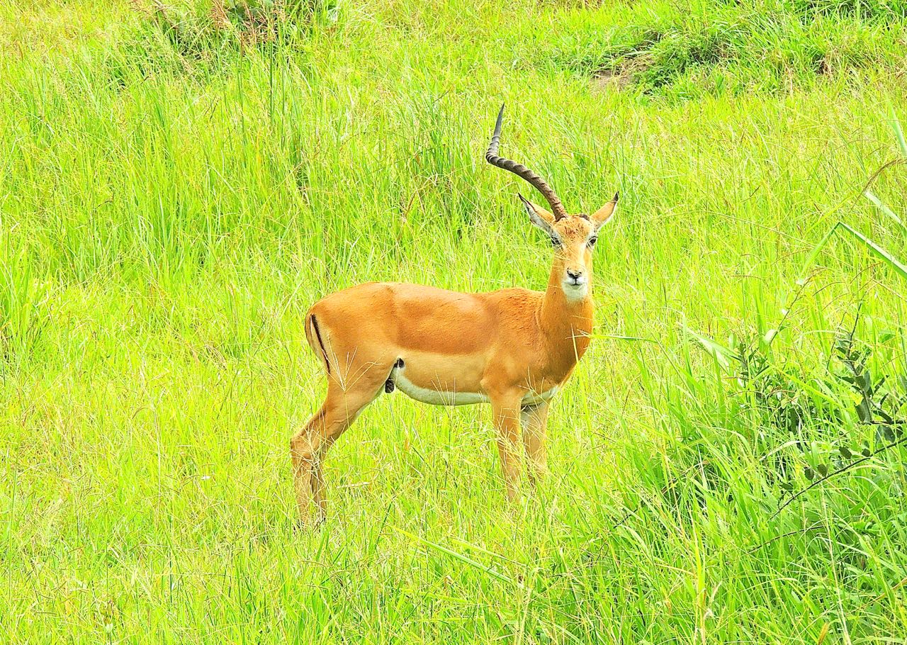 Impala