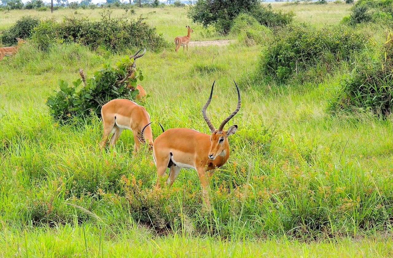 Impalas