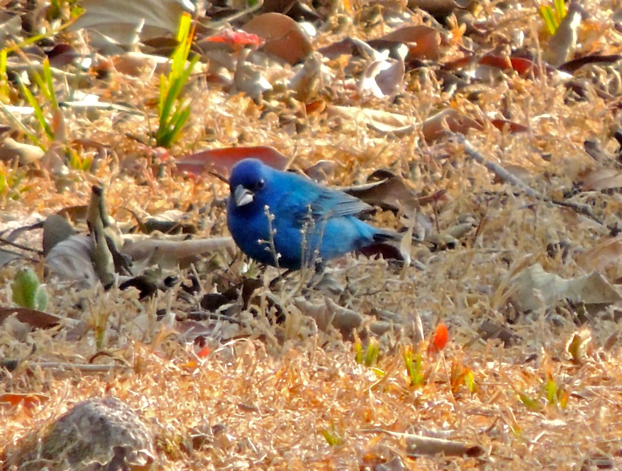 Indigo Bunting