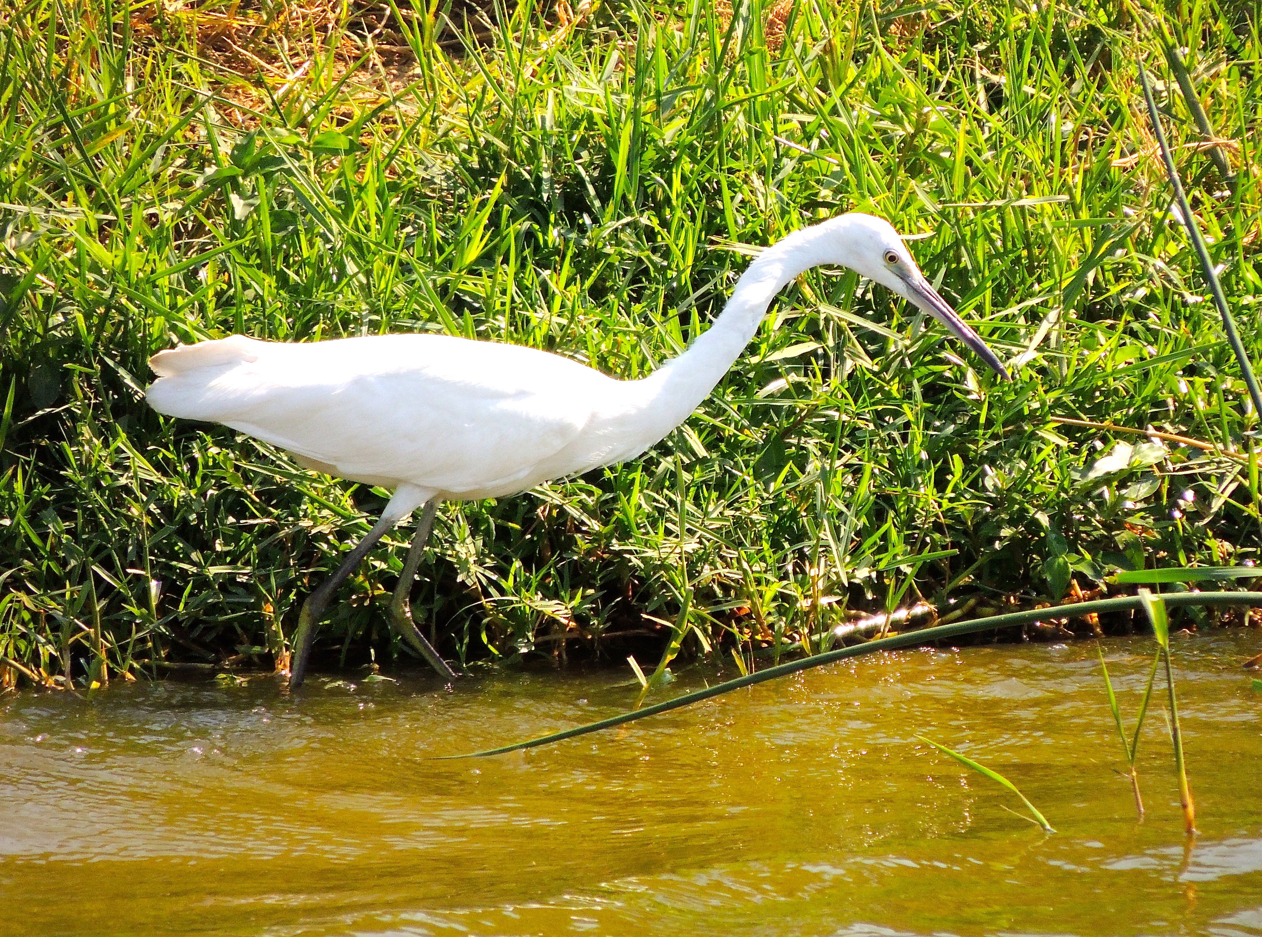 Intermediate Egret