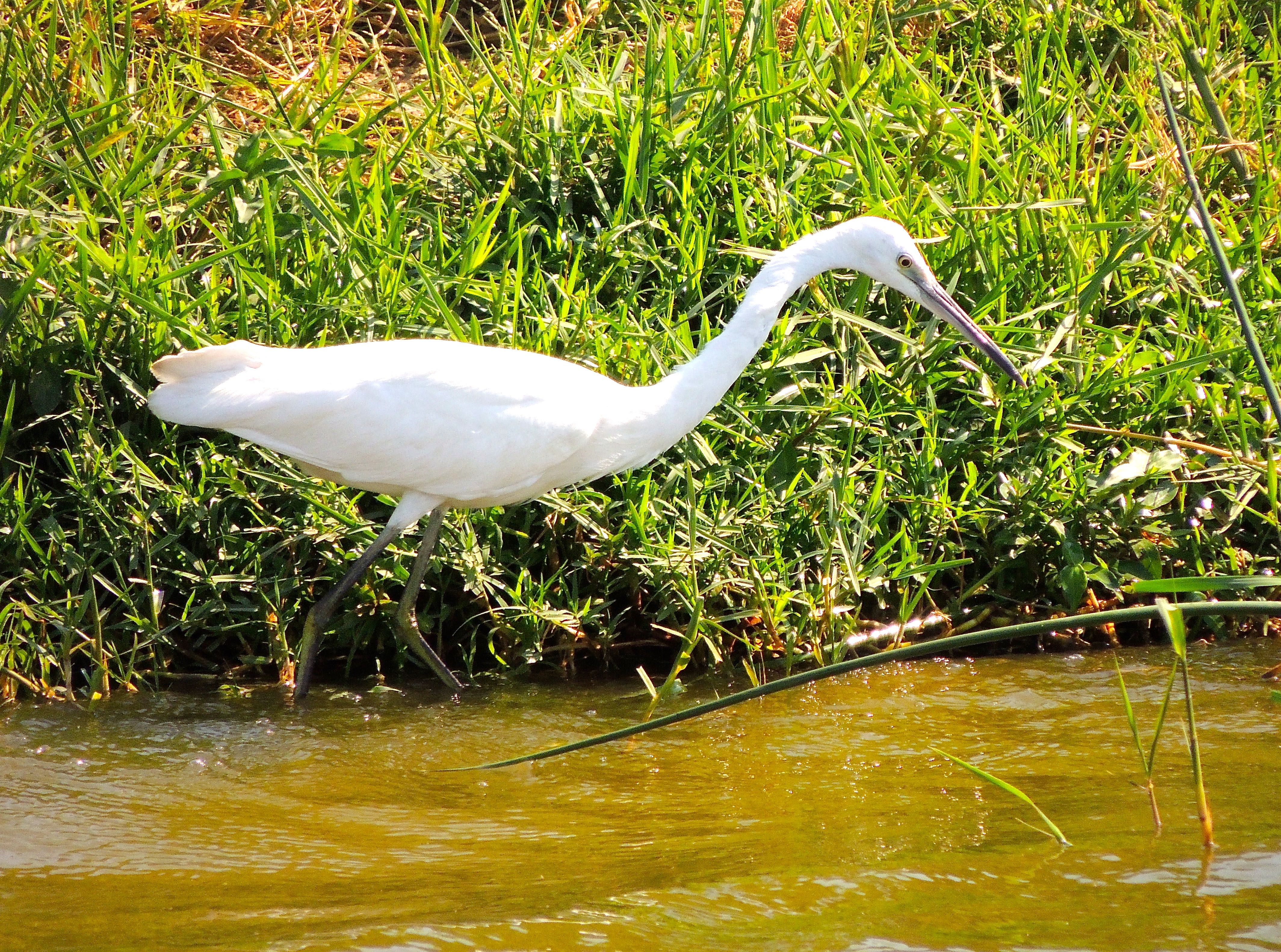 Intermediate Egret