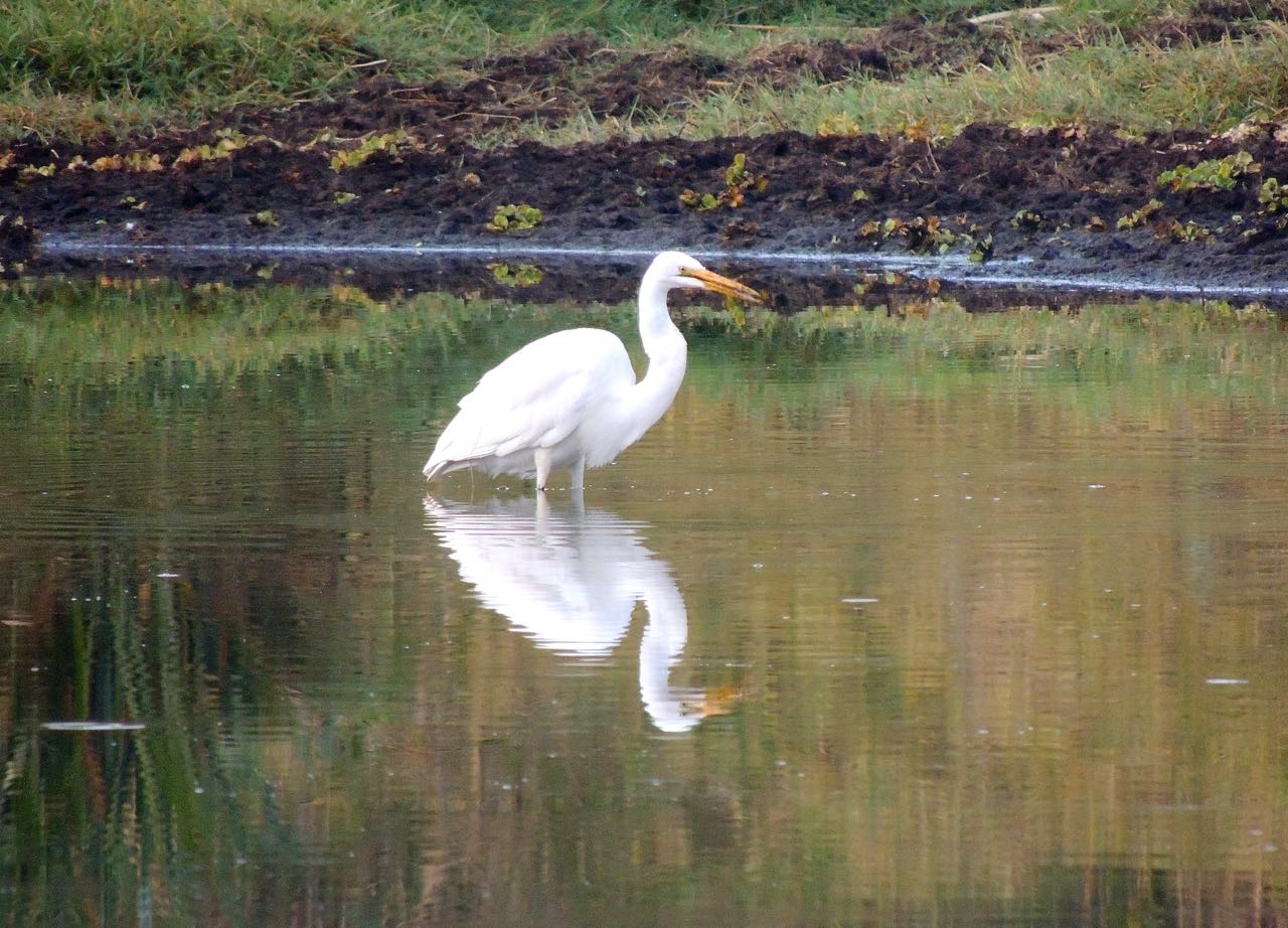 Intermediate Egret