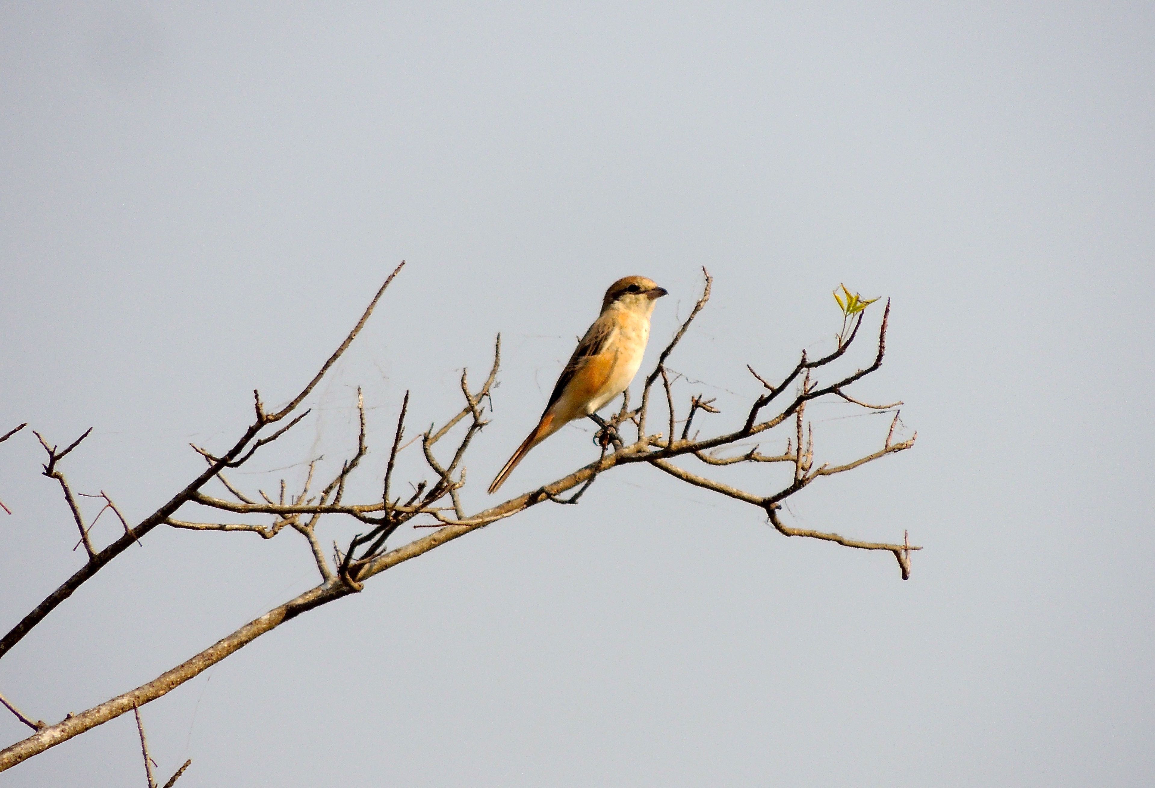 Isabelline Shrike