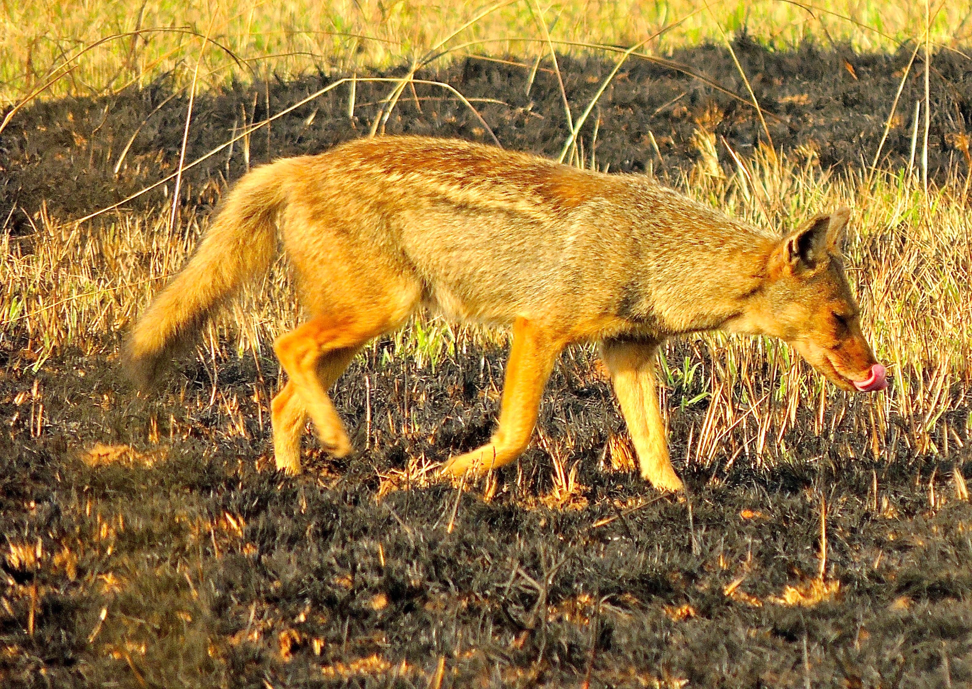 Side-striped Jackal