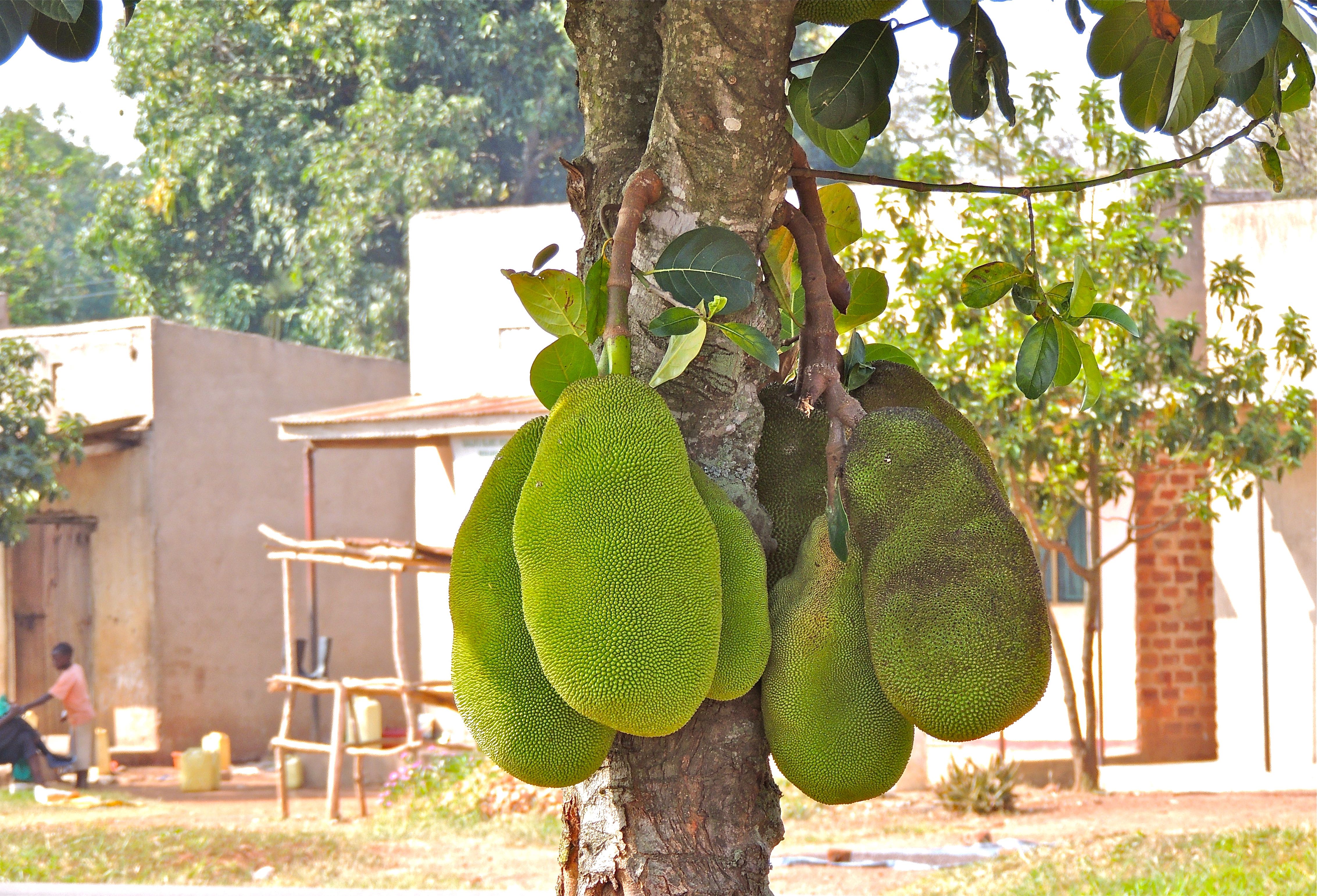 Jackfruit