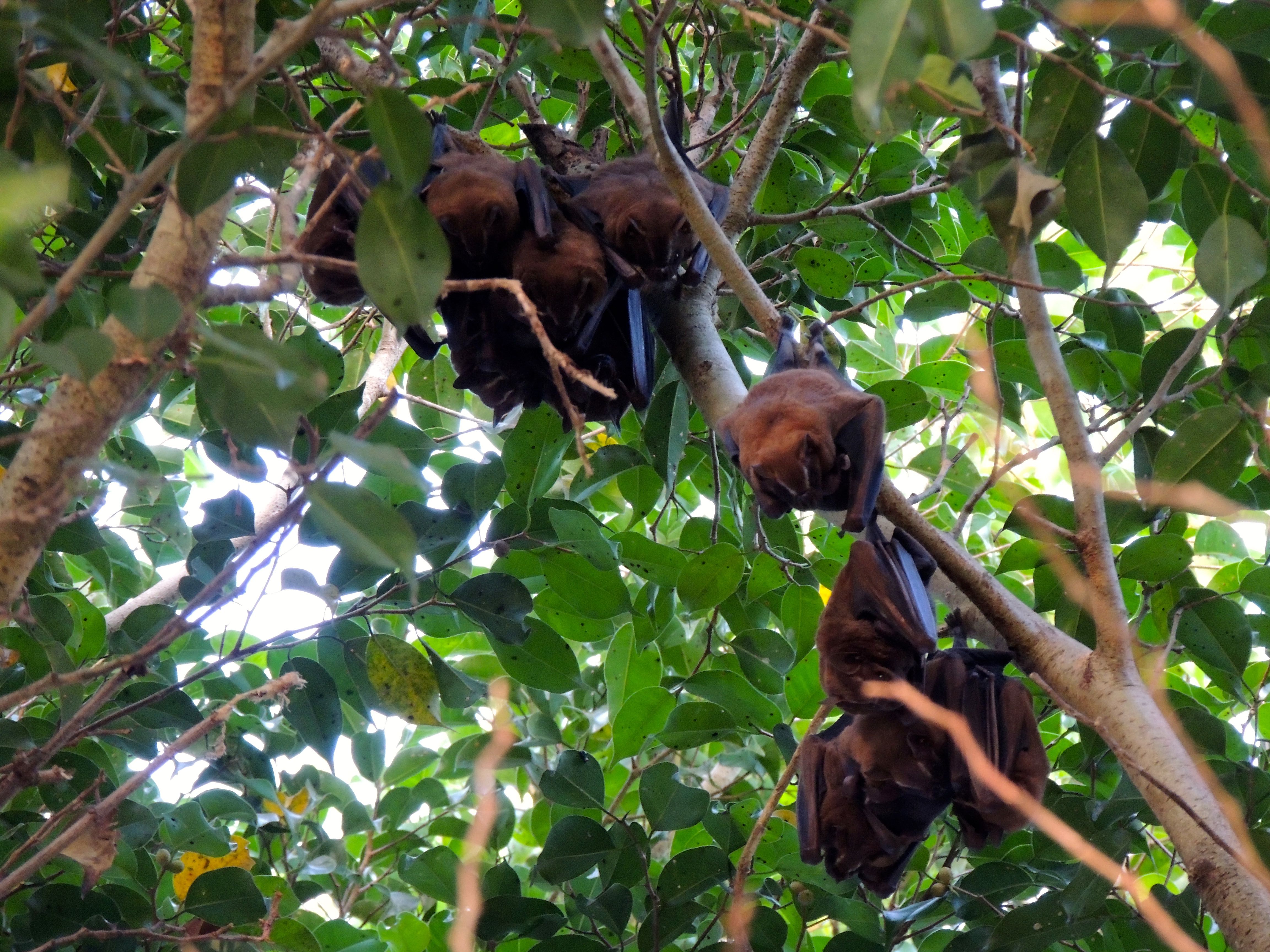Jamaican Fruit Bats