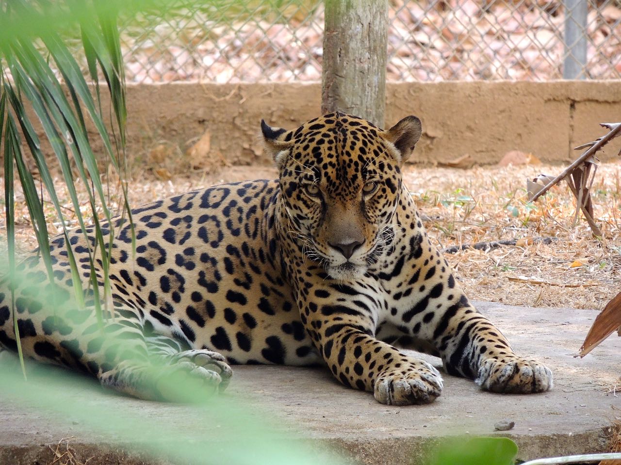 Jaguar