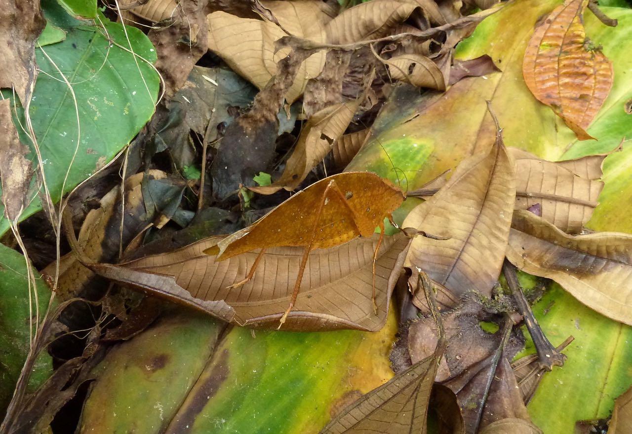 Leaf Katydid